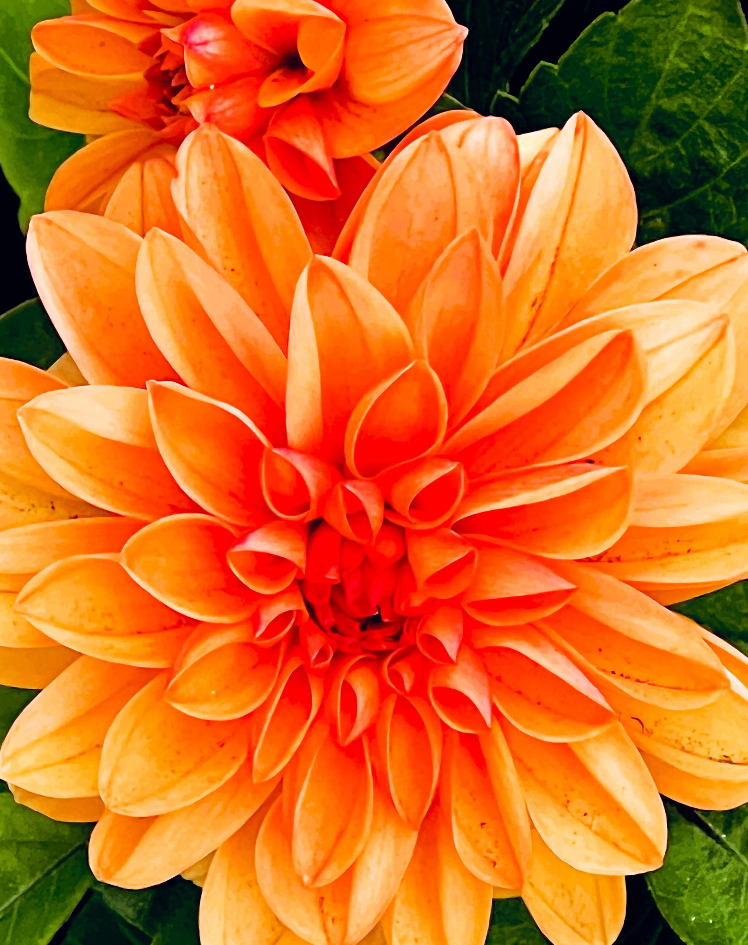 Orange Flower 1.jpg
