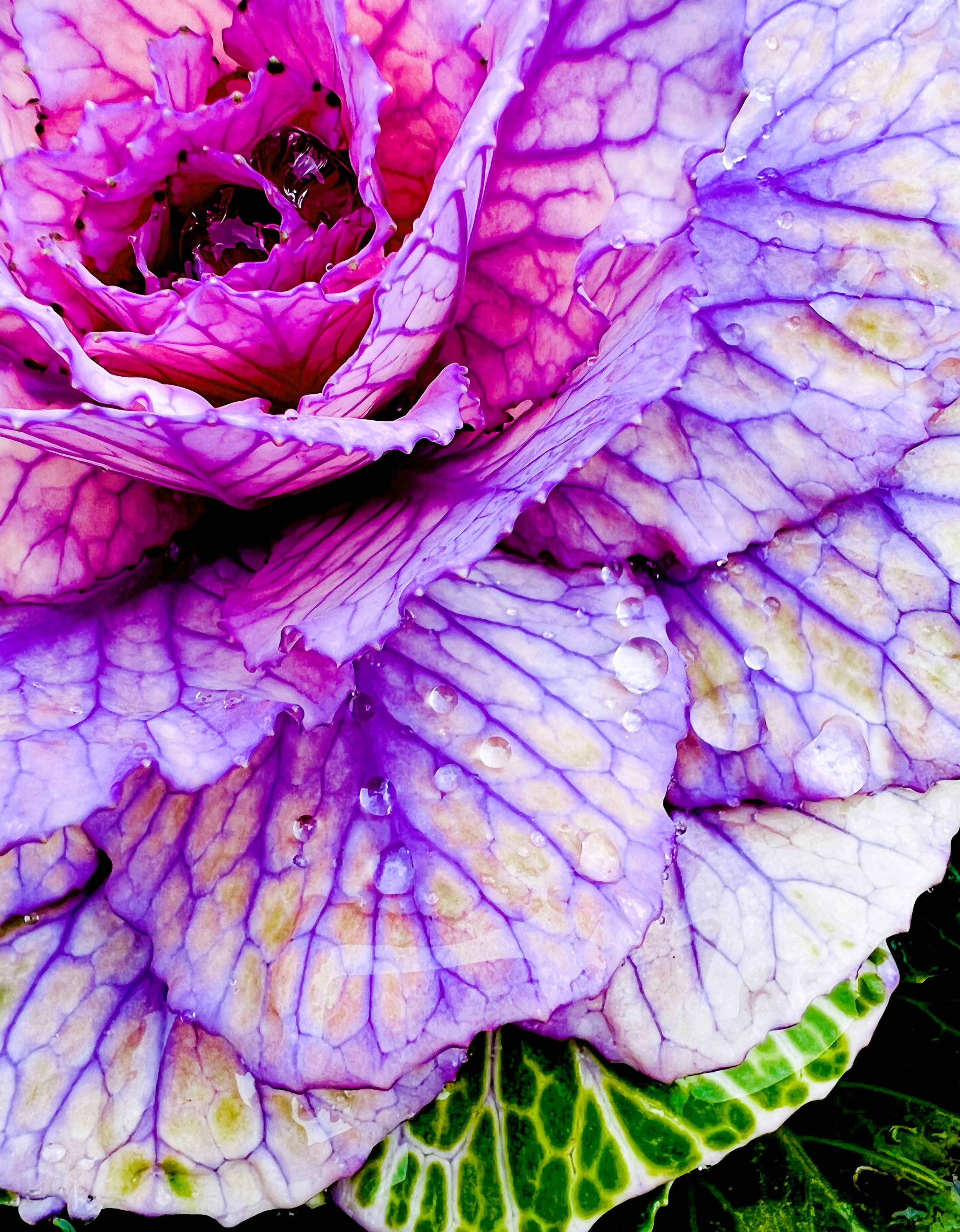 Cabbage 1.jpg