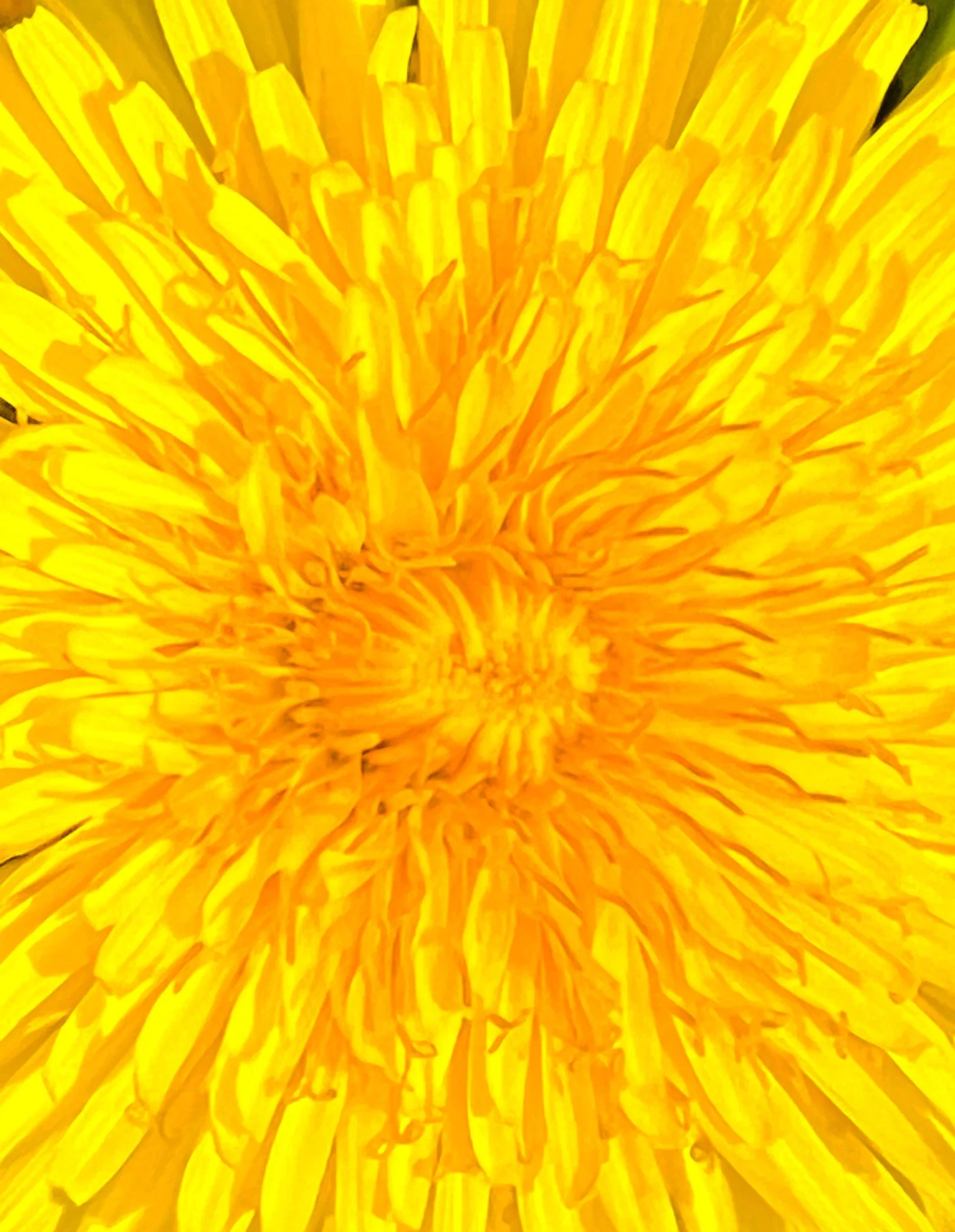 Yellow Flower 1.jpg