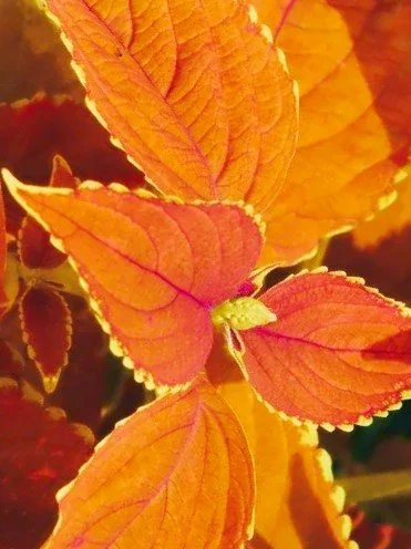 Orange Coleus.jpg