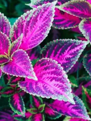 coleus.jpg