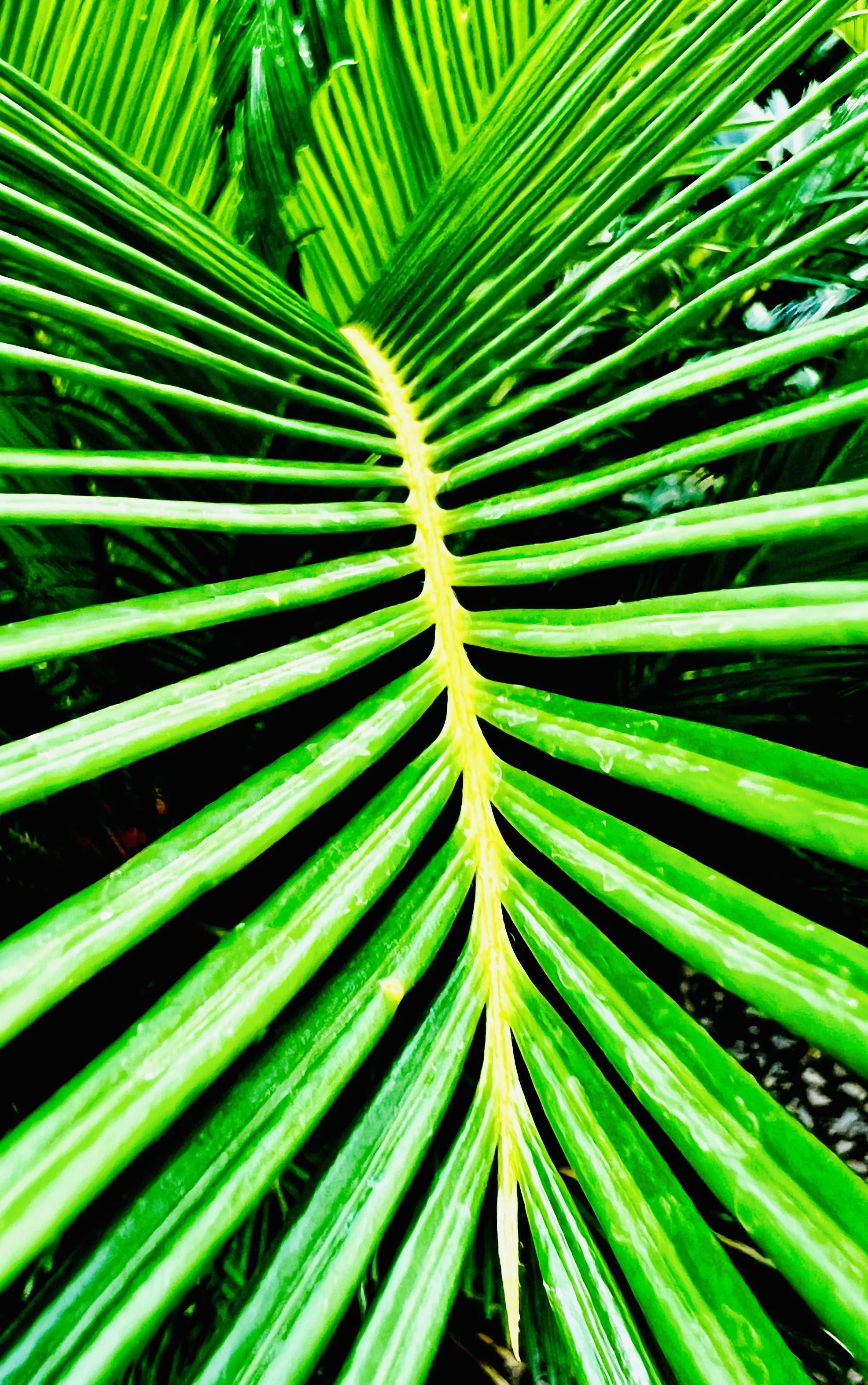 Green Frond 1.jpg