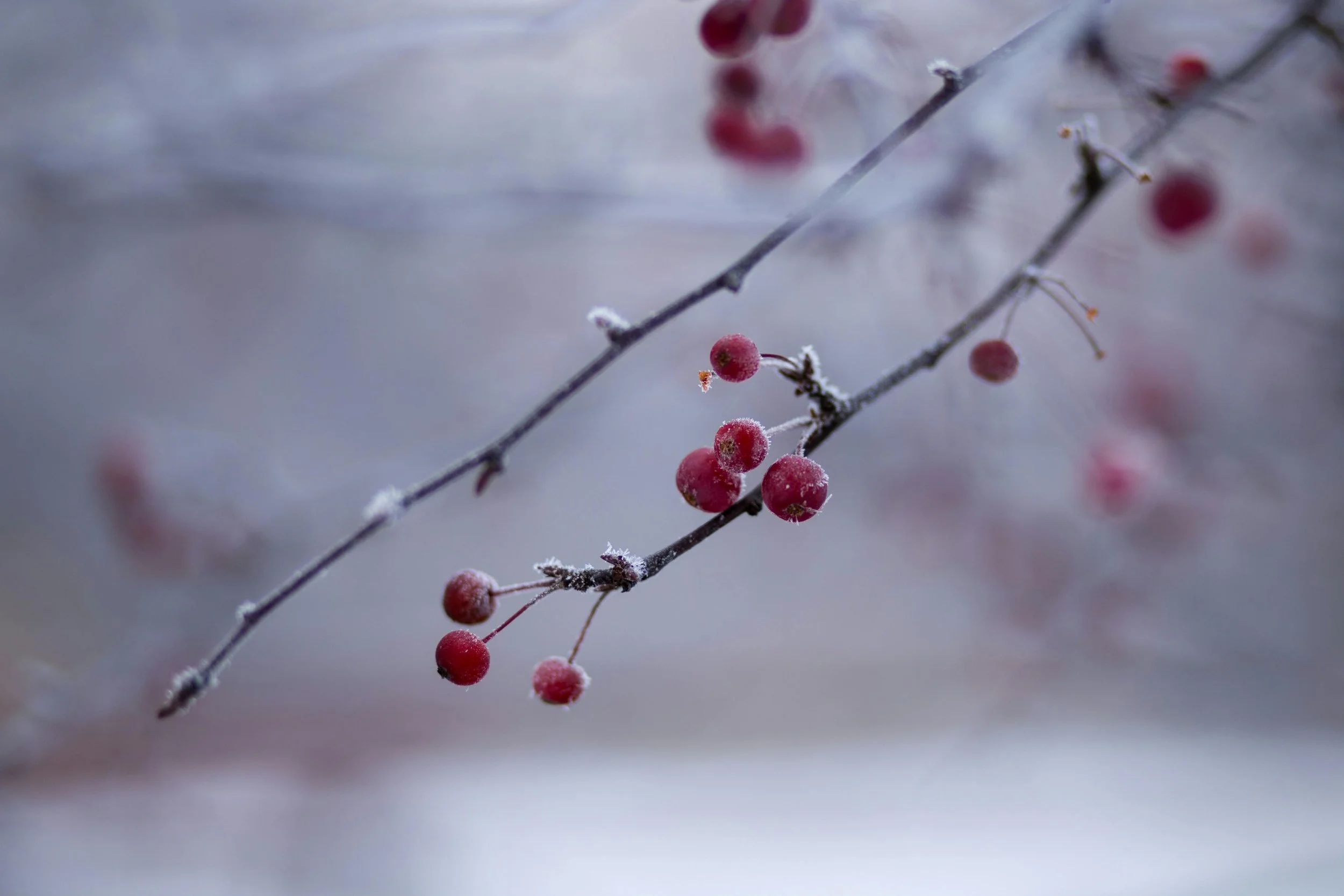 A bare branch with two clusters of cranberries is frosted over.