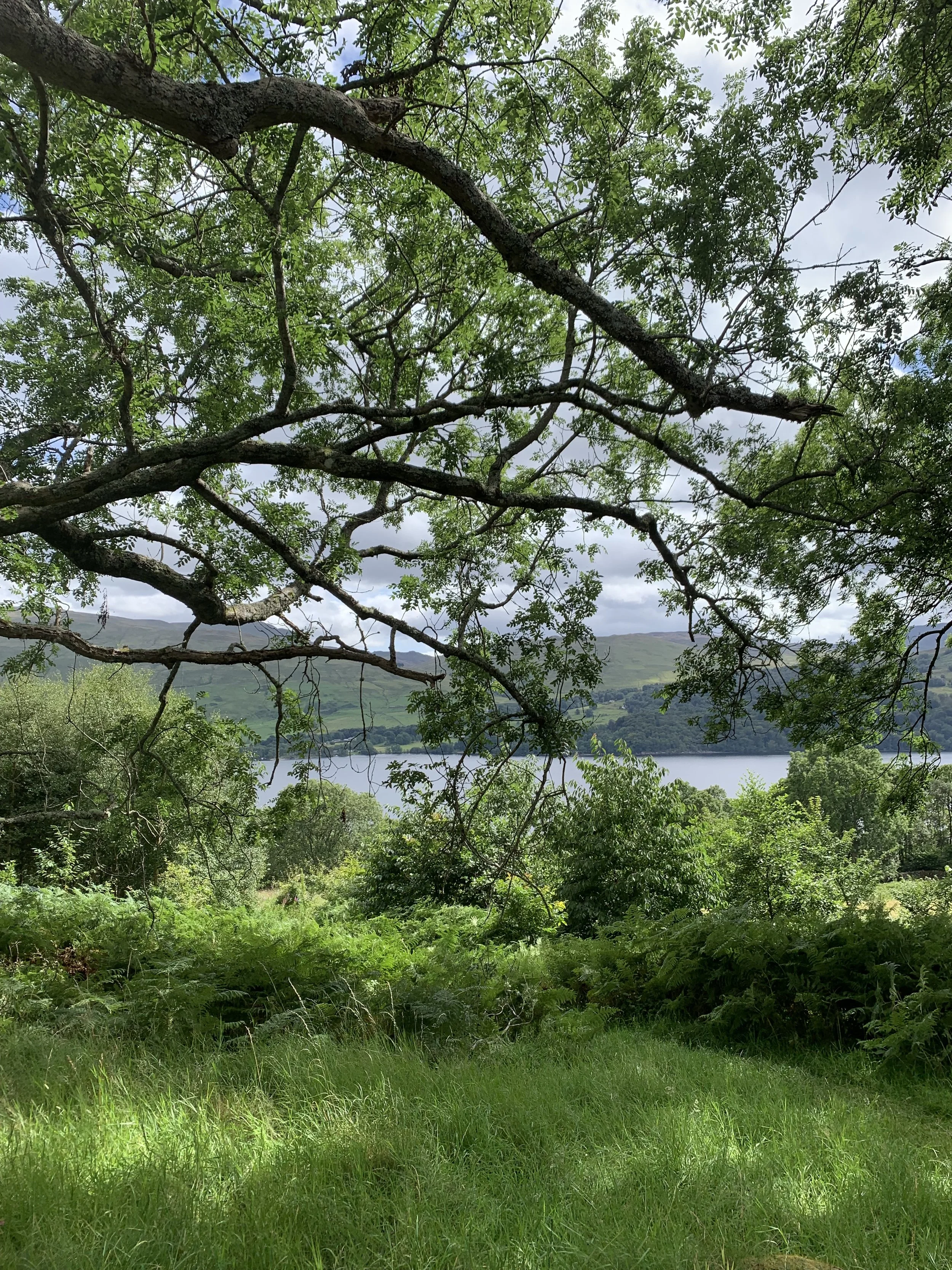 Queer Yoga Retreat Trees.jpg