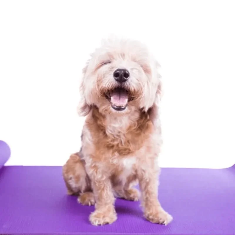 Paw-Lates Fundraiser for NAWS