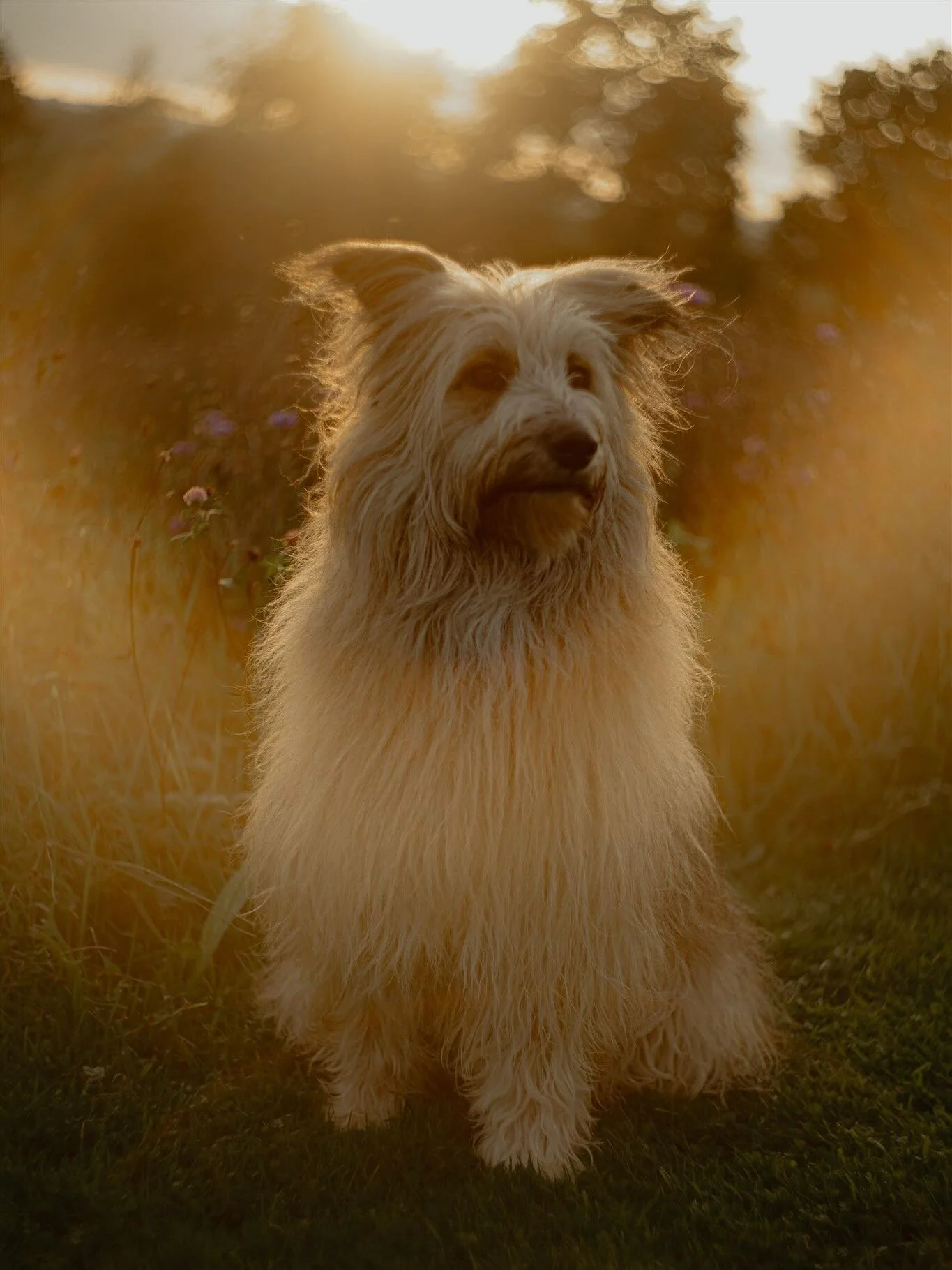 Natural family portraiture absolutely includes pets. Dogs are part of the family and until getting my Stella, I didn&rsquo;t realise just how true that was. Perhaps it helps that I don&rsquo;t subscribe to the controlling type of training. Research s