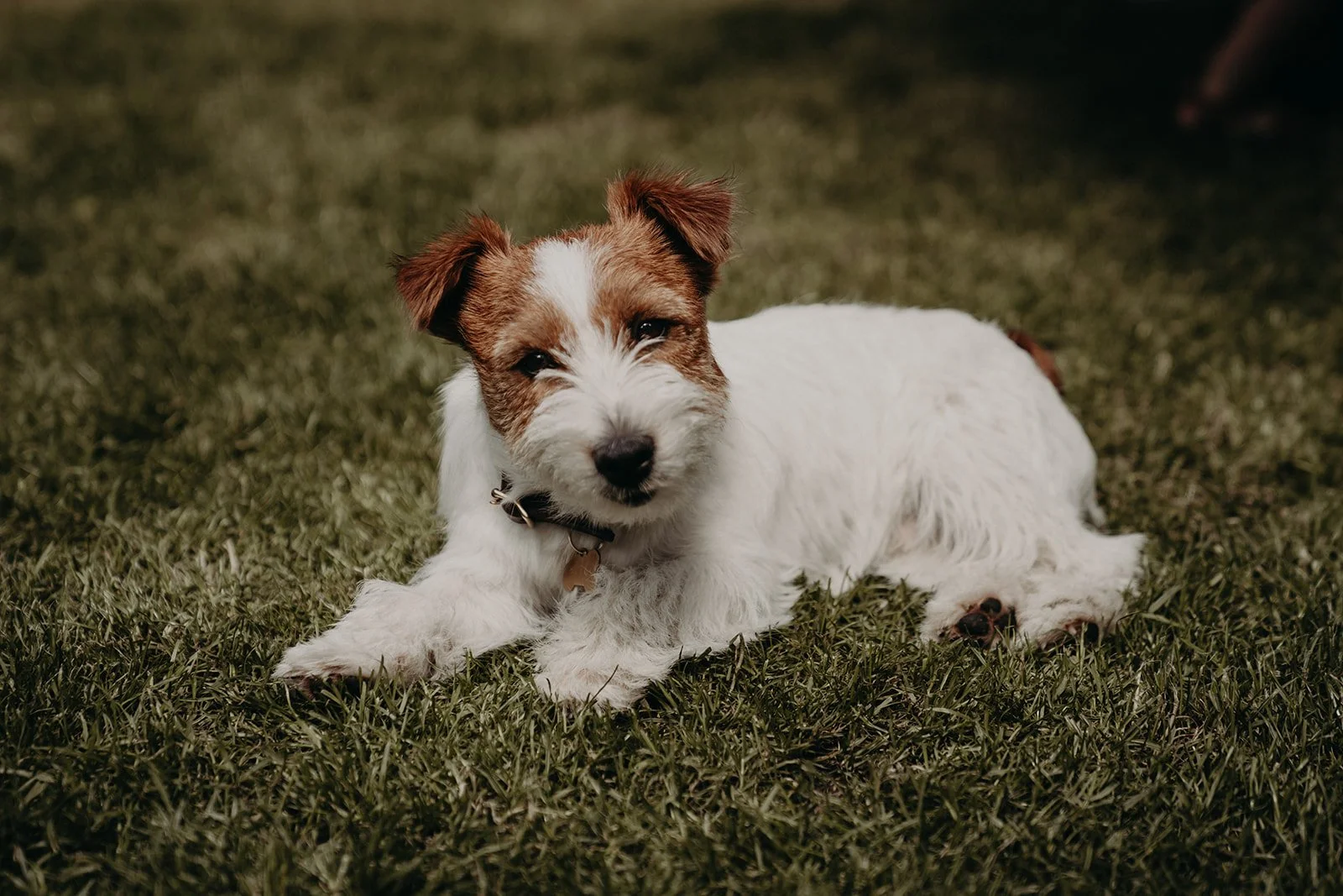 family-photography-with-dog-wagtail-productions-28.jpg