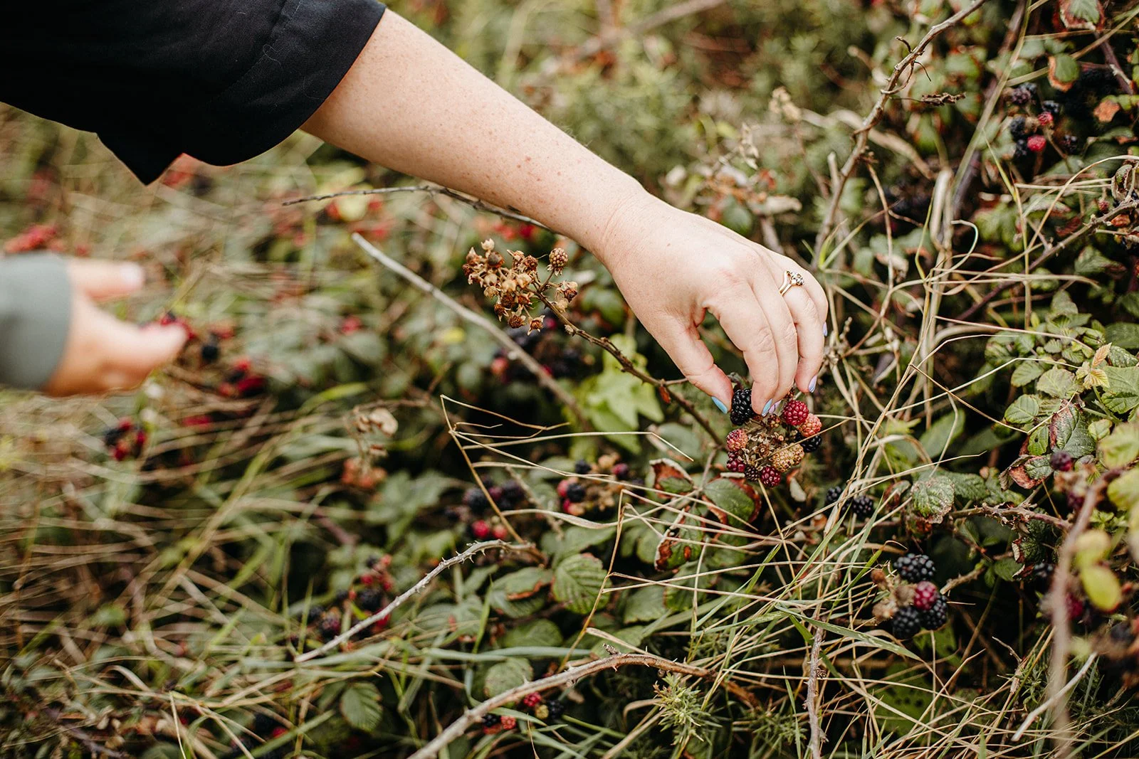 picking-berries.jpg