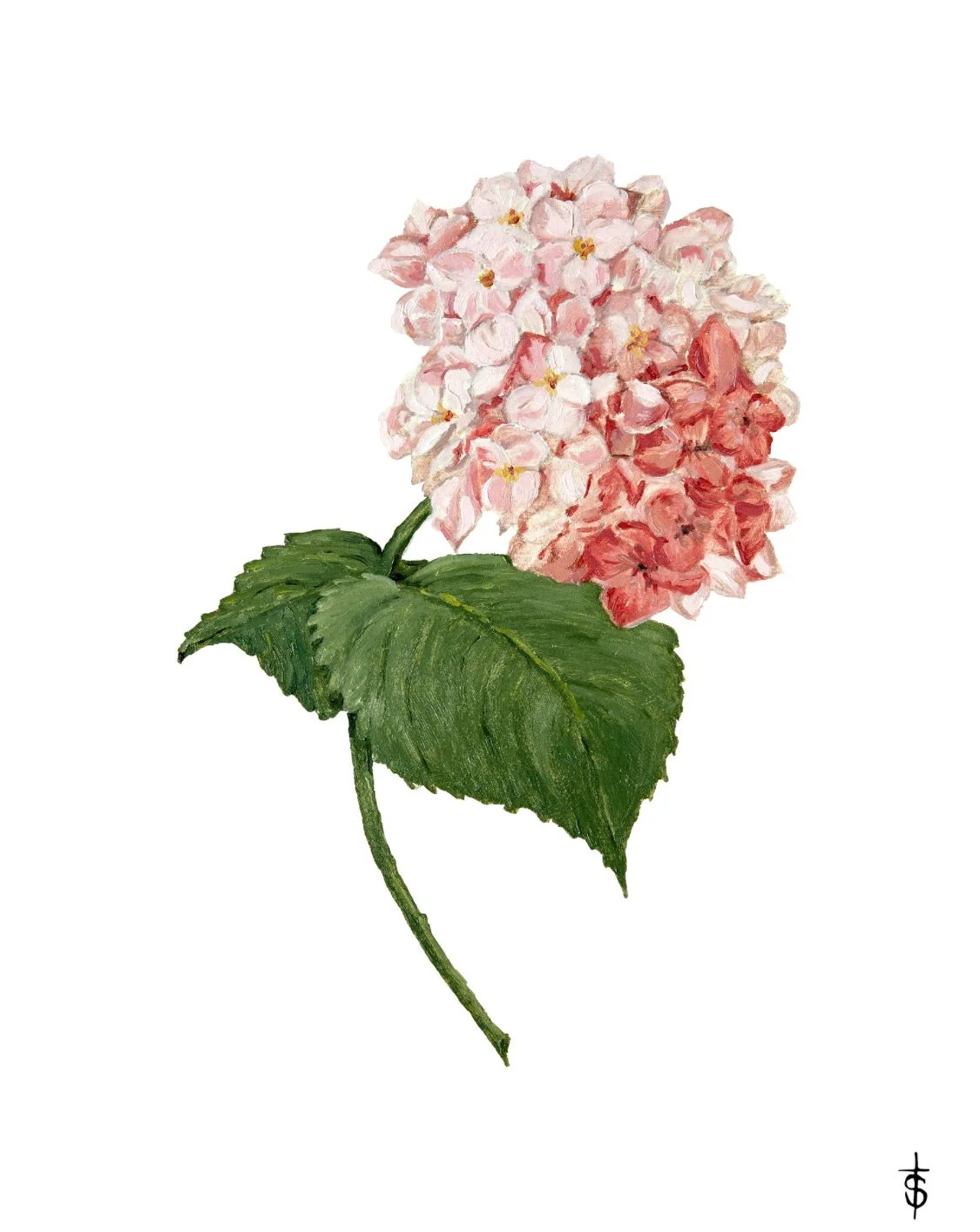 Pink Hydrangea.jpg
