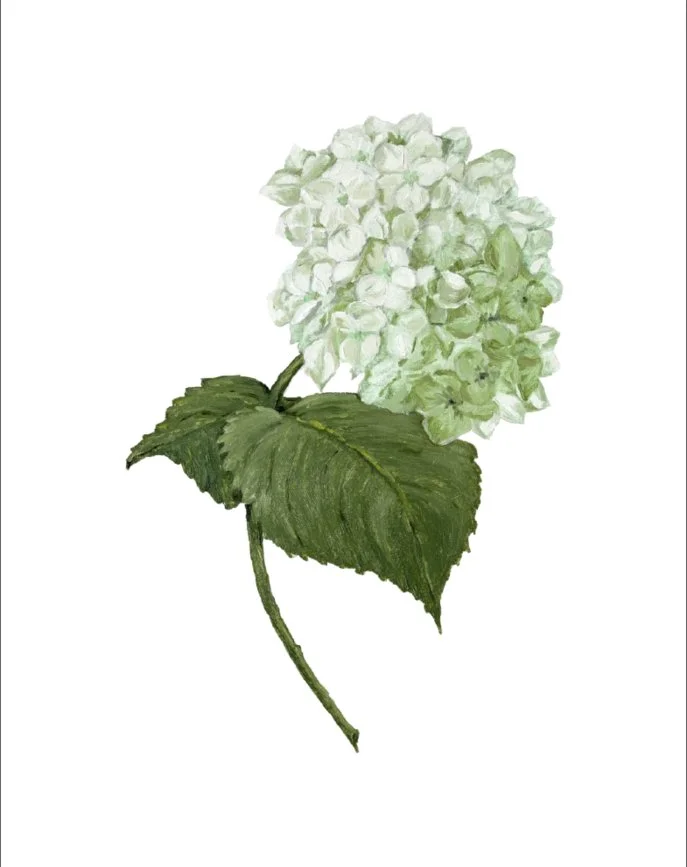 Green Hydrangea
