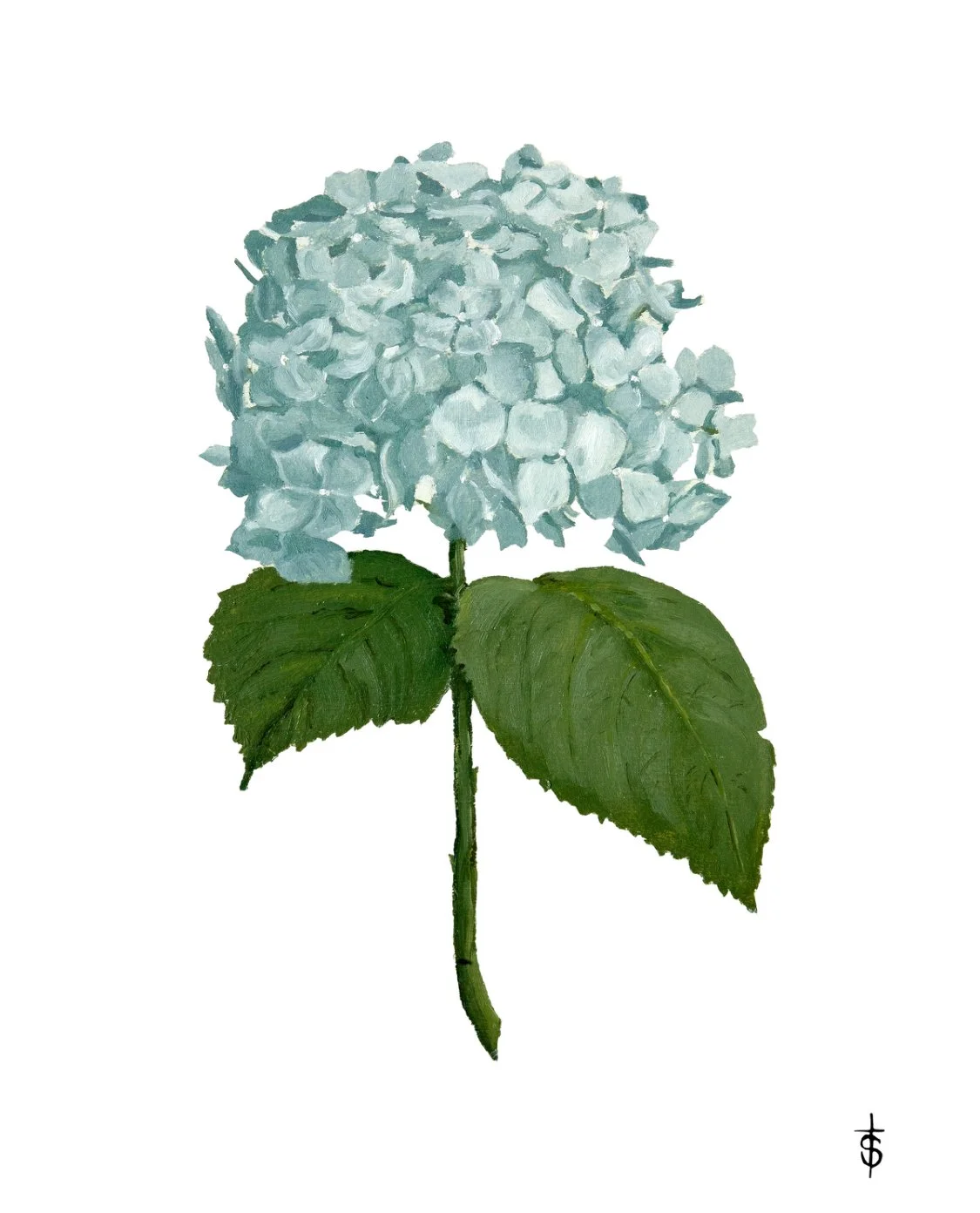 Blue Hydrangea.jpg