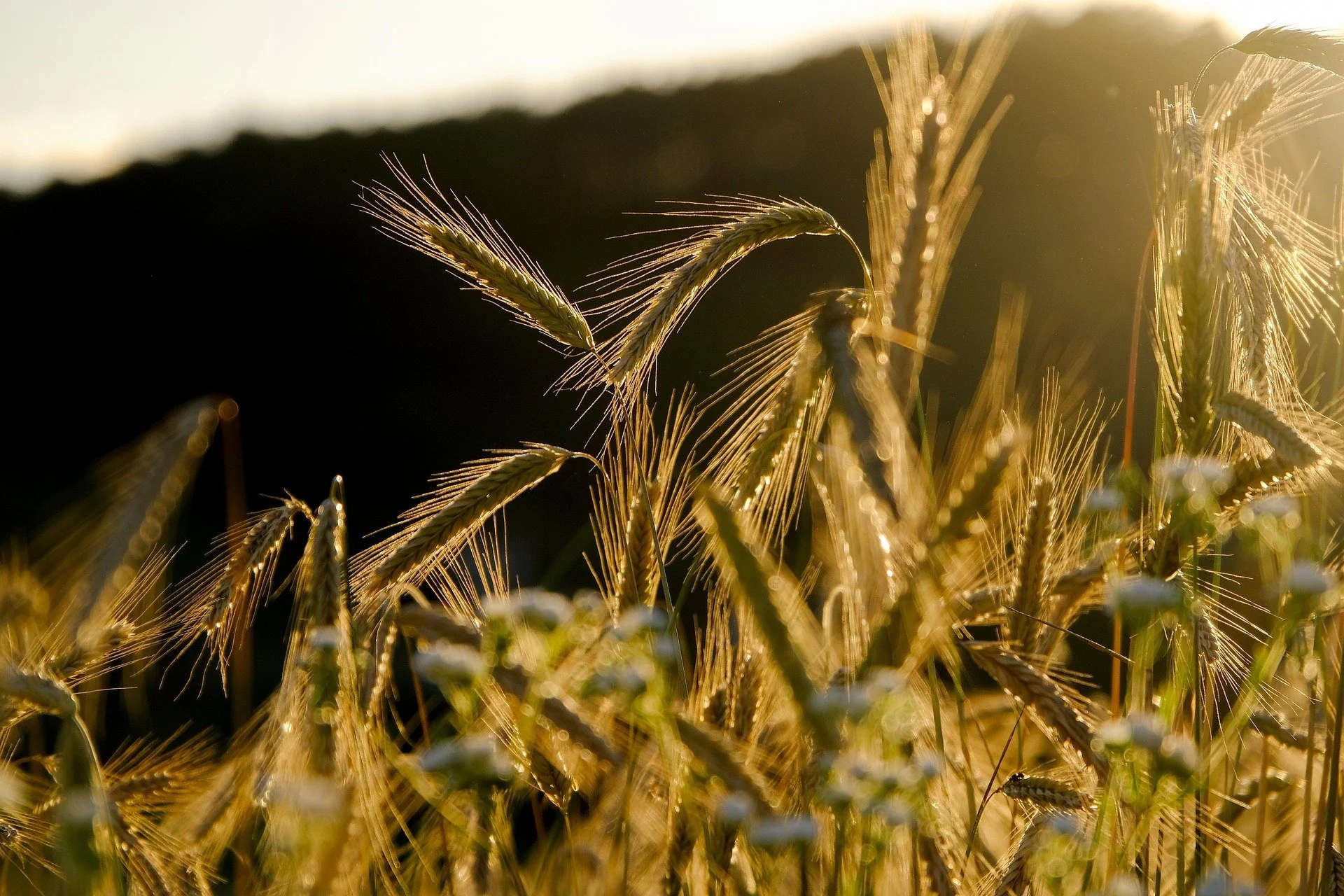 Glennon Trade Joins the 2026 Feeding New York State Member Summit: Connect With Us in Rochester