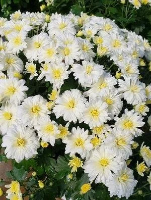 MUMS - White - 8’’
