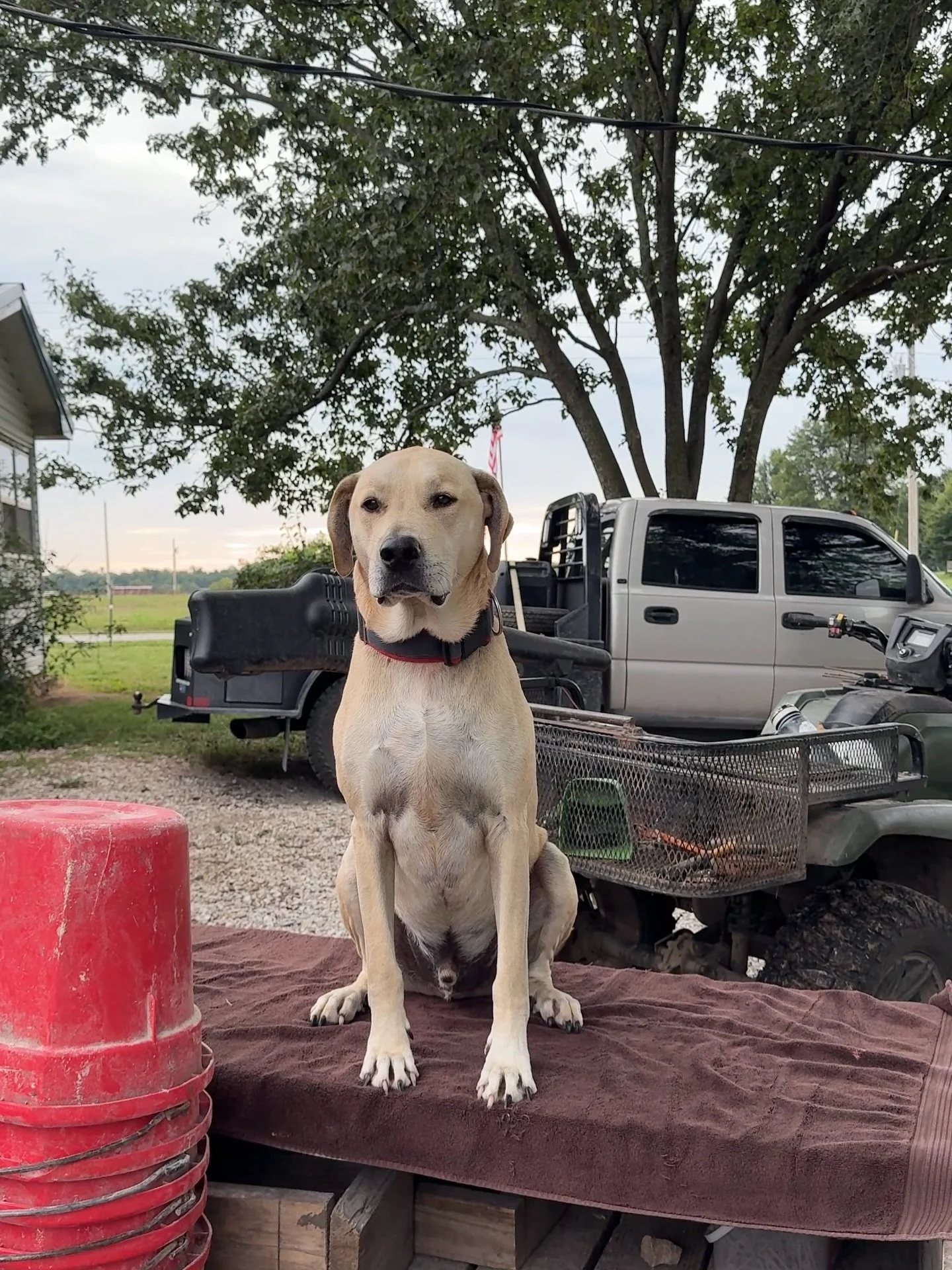 Farm dog wants to let y&rsquo;all know we&rsquo;ll be at the @webbcityfarmersmarket today from 11-2 pm!

#regenerativefarming #grassfedmeat #pastureraisedeggs #localfoods