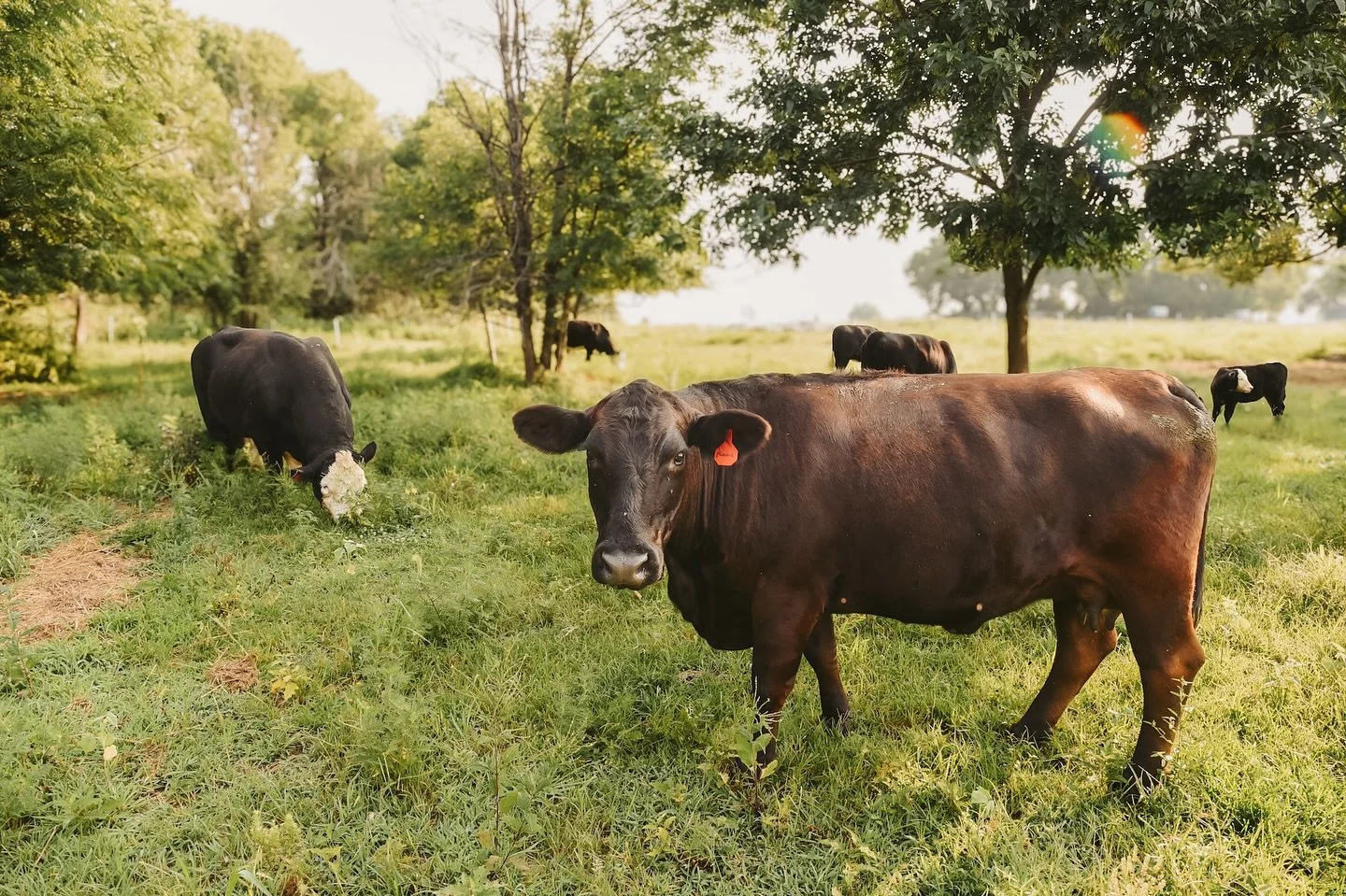 Life&rsquo;s a little sweeter out here 🌻

At Stormy Farms, we&rsquo;re all about good soil, happy animals, and honest food &mdash; grown and raised the way it&rsquo;s meant to be. Thanks for supporting local and keeping farm life thriving 💚

#Storm