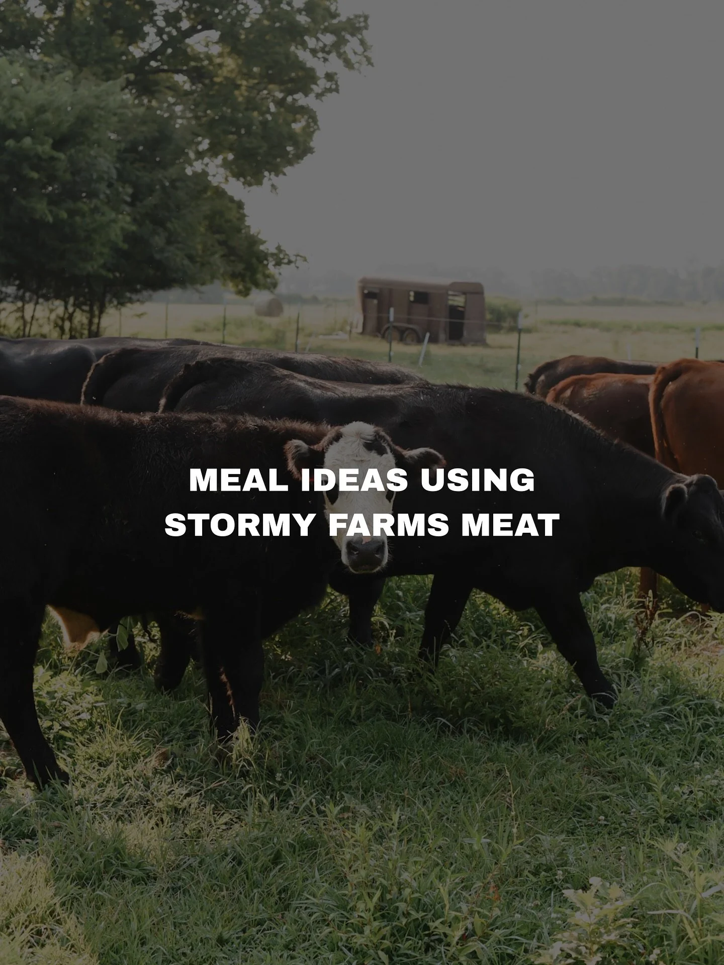 Colder temps call for warm kitchens 🔥

We&rsquo;re sharing our favorite comfort meals made with Stormy Farms beef and pork &mdash; perfect for those evenings when you just want something hearty and homemade.

What&rsquo;s cooking in your kitchen thi