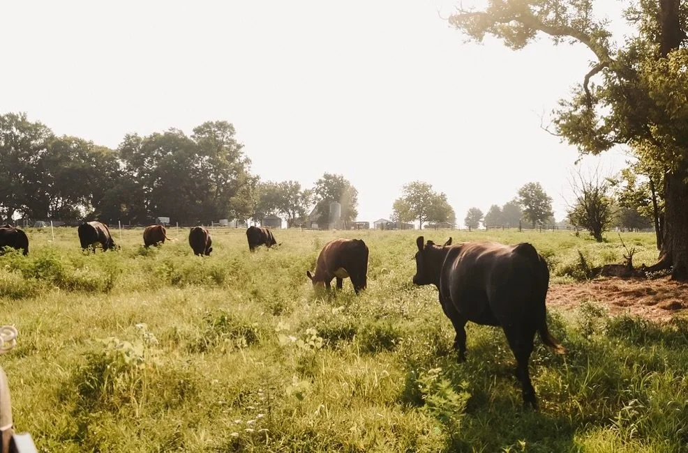 🍁 Fall is here at Stormy Farms!

Crisp mornings, colorful leaves, and fresh farm flavors ready for your table 🐓🥩

#StormyFarms #FallOnTheFarm #FarmFresh