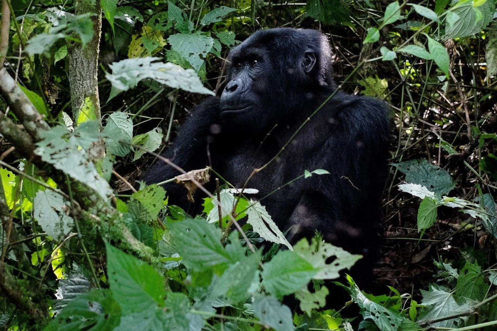 Mountain Gorilla.jpg