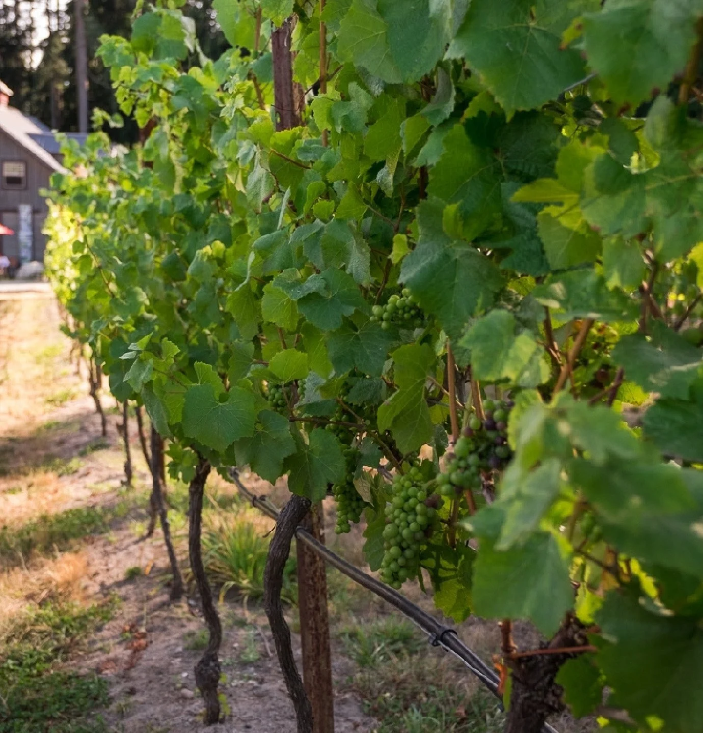 Interior Design. Home Remodel. Interior Designer. Whidbey Island. Whidbey Island interior design. Whidbey Island interior designer. Spatial Design. Interior Architecture. Interior Home Remodel. Whidbey Island Winery. Vineyard.