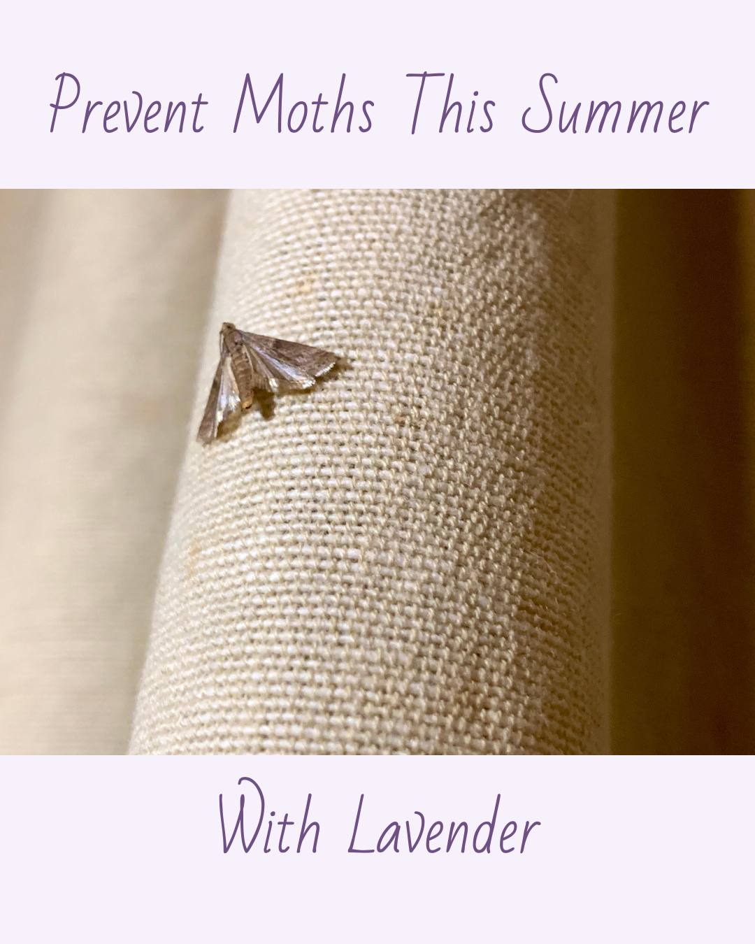 Prevent Moths This Summer with Lavender