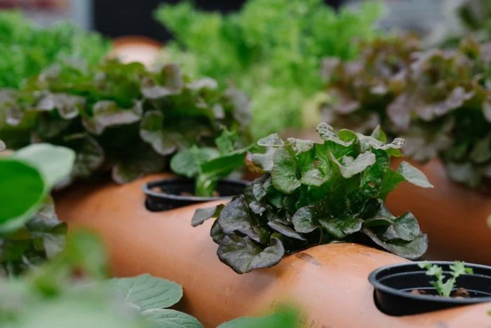 Growing in small urban spaces - designing square metre beds and container gardens!
