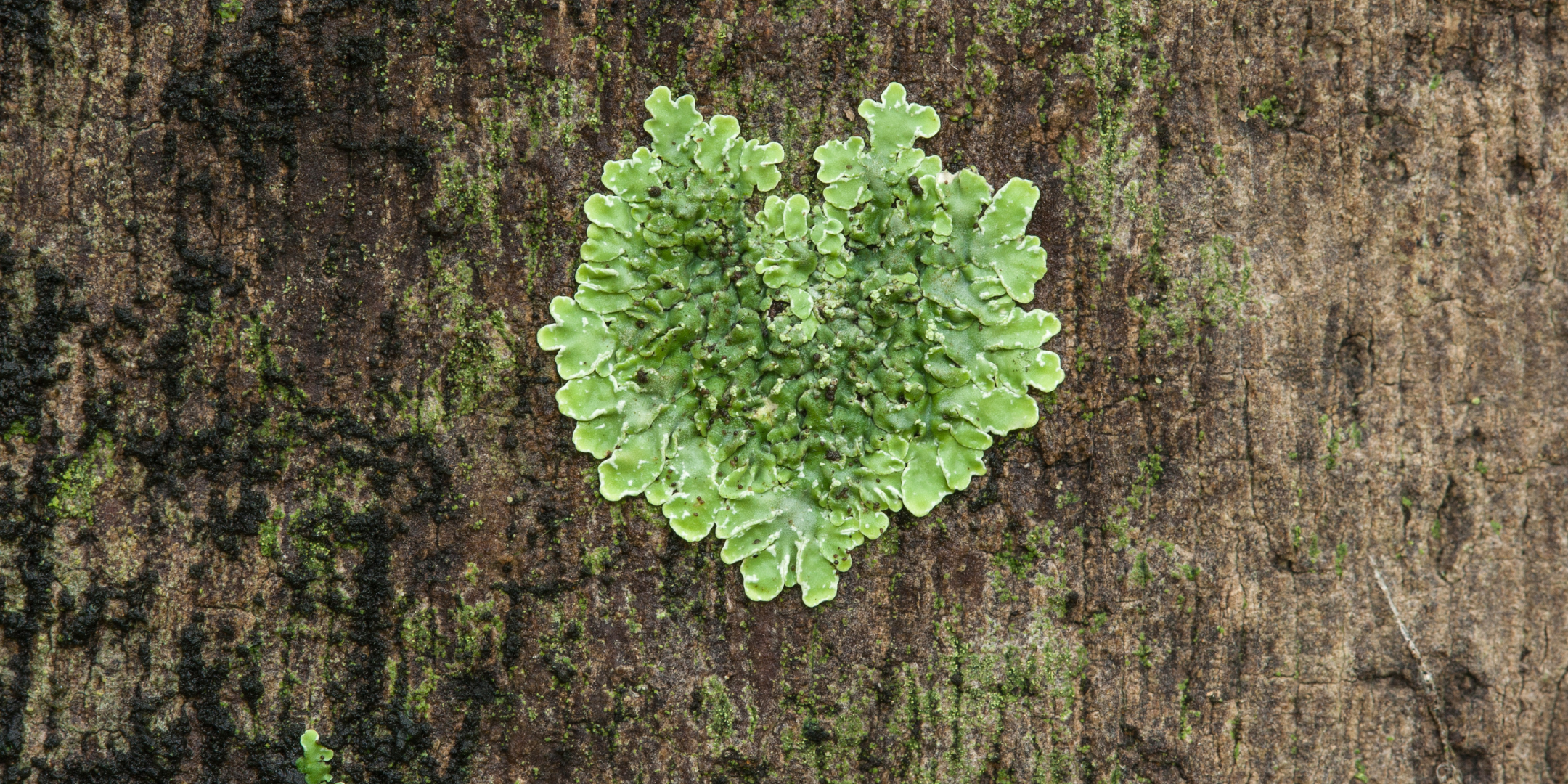 Conversations with Lichen – Bioindicators as Guides for a World in Crisis