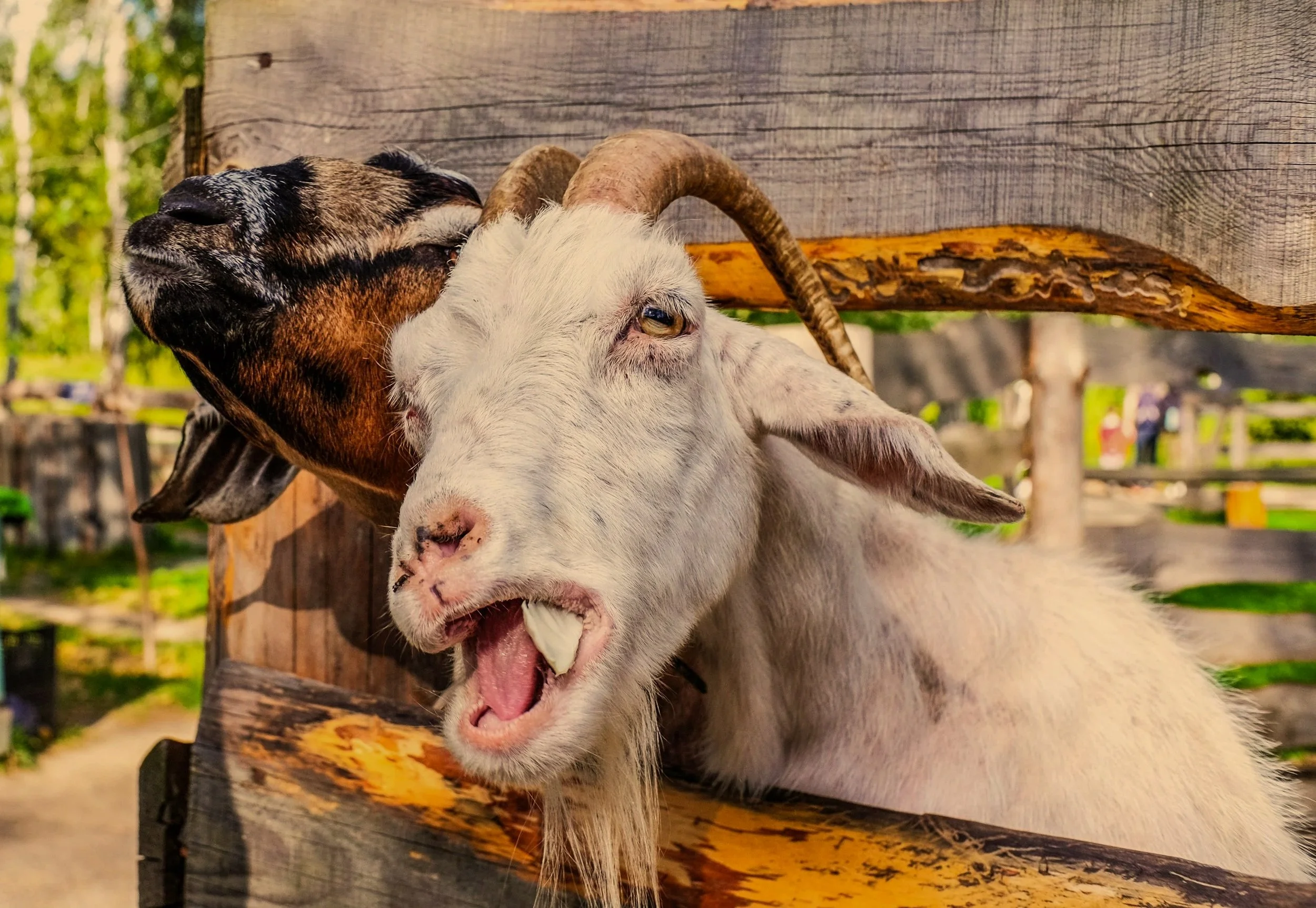 Disobedient Goats Belong to Belial