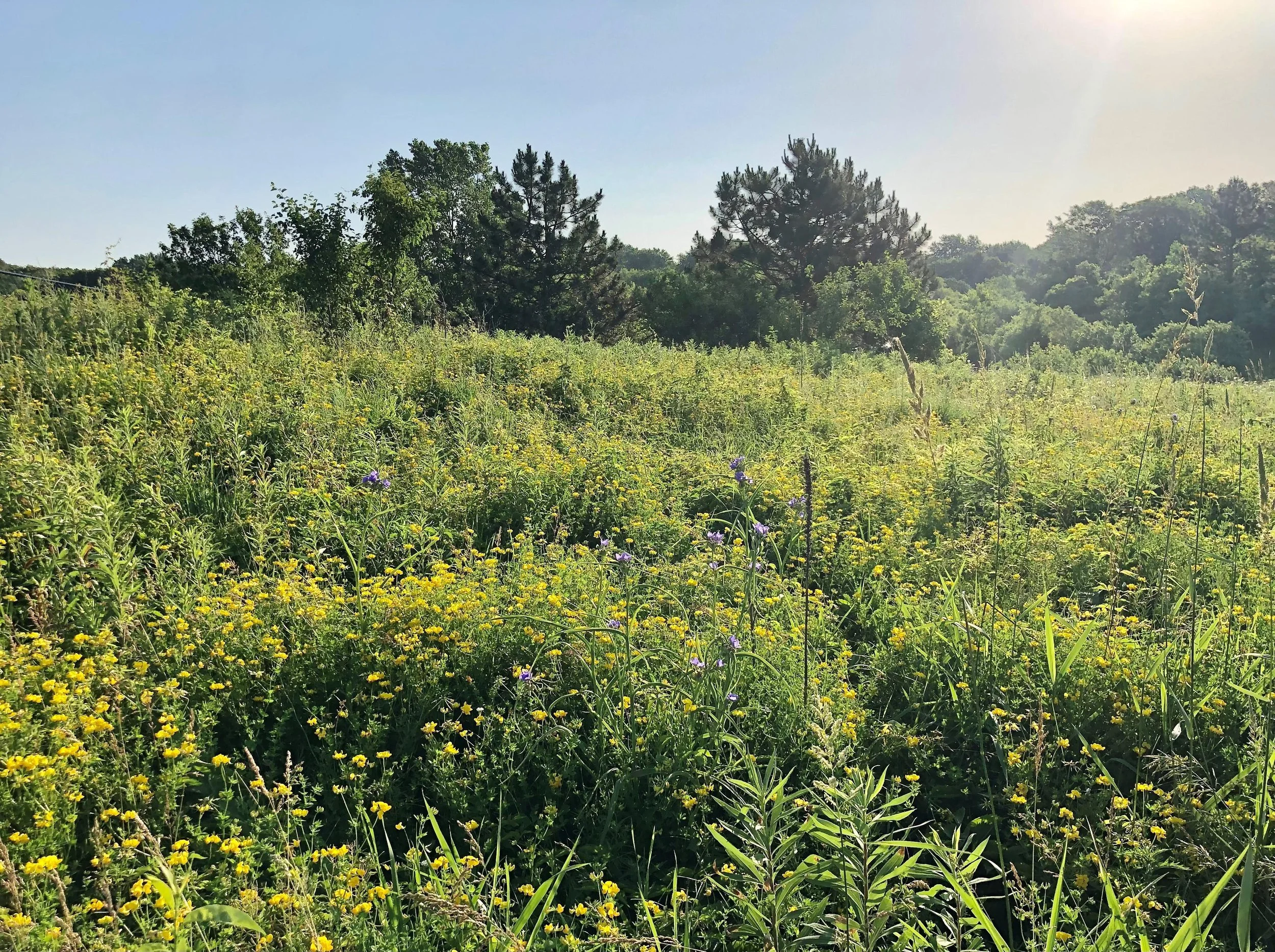 MinnePrairie Ecoscapes