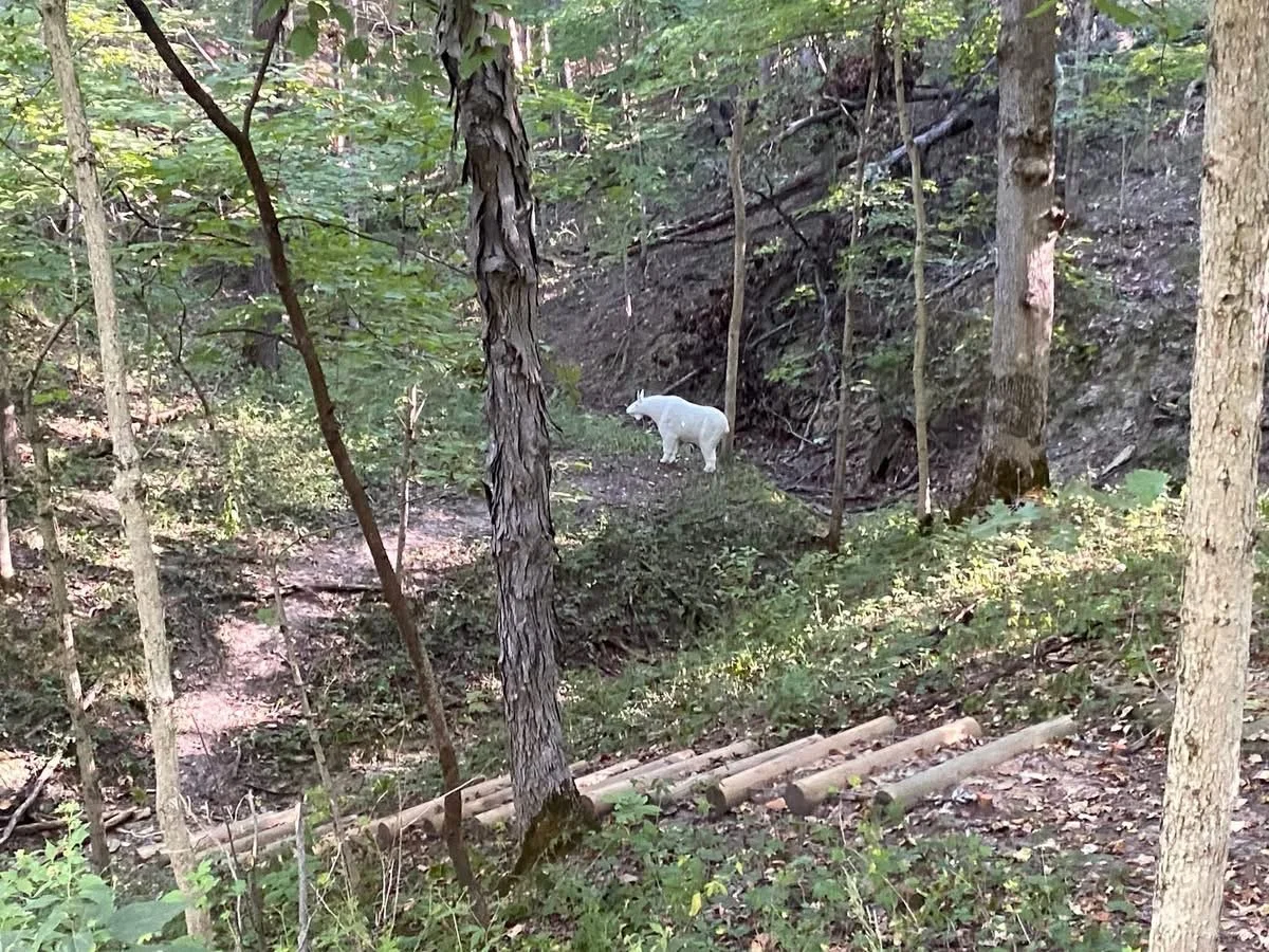 2nd Annual "Bownanza" Shoot