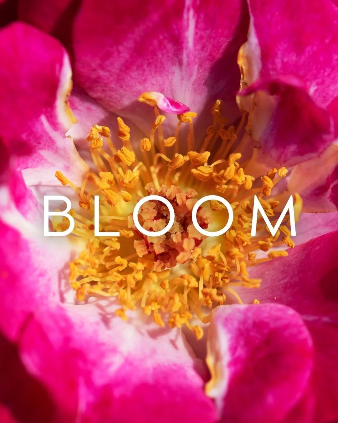 Bloom Collection