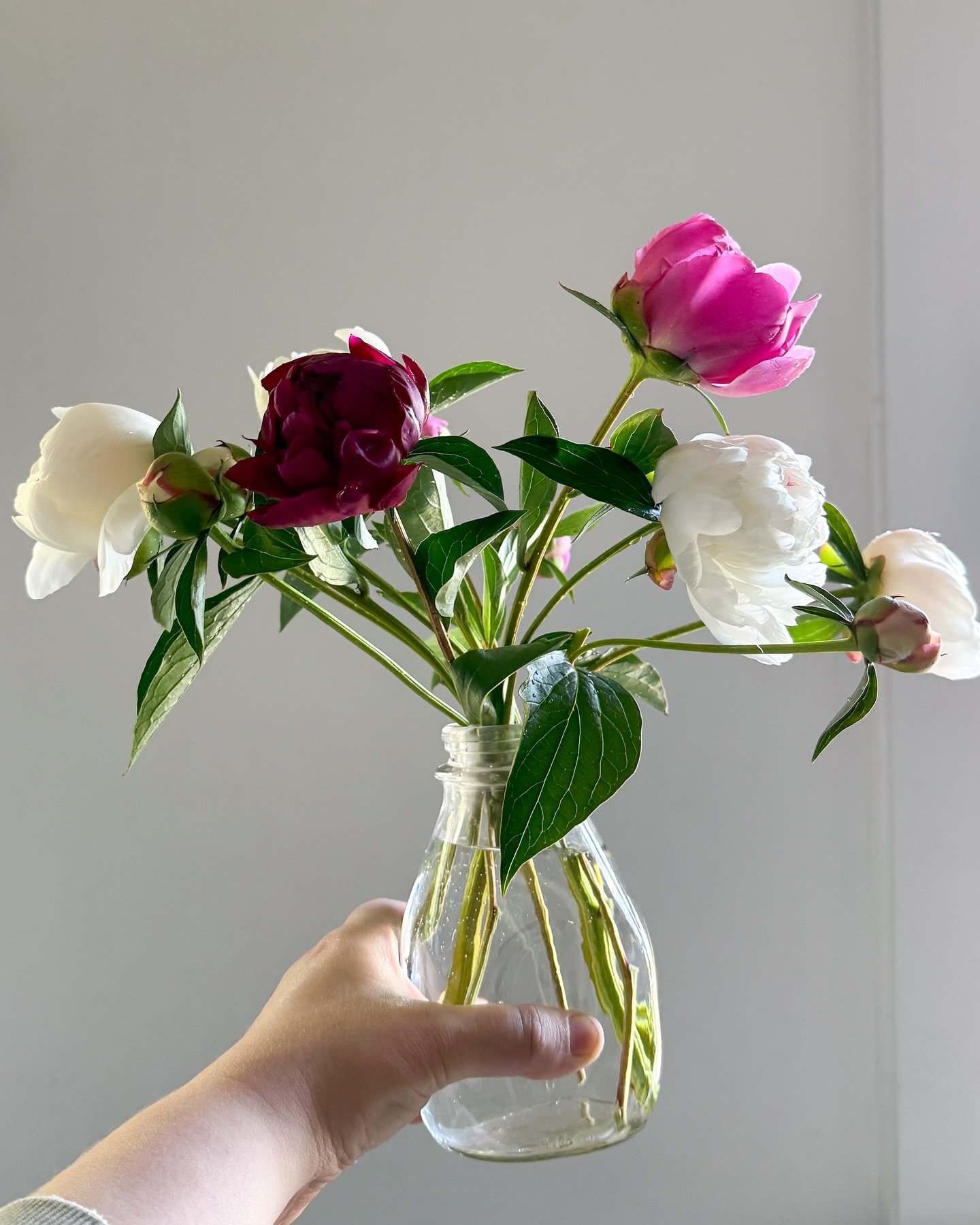 I&rsquo;ve been monitoring these peonies I picked from my unkempt yard for a week now. It&rsquo;s one example of many small steps I&rsquo;ve been taking towards a goal I&rsquo;ve had for a long time&hellip;years, now. Like anyone making major changes