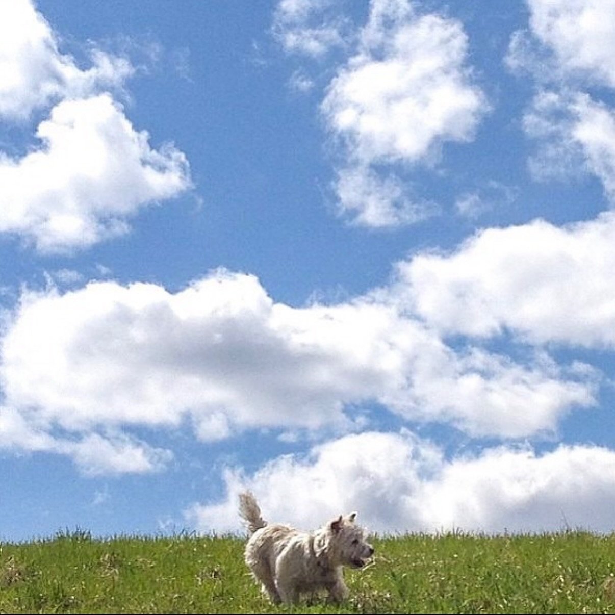 14 years ago, I met a 5 week old Brimley for the first time in a neighbor&rsquo;s basement (last slide). A few weeks later, I brought him home, and we began an incredible adventure together. This past week, I had to help Brims cross the rainbow bridg