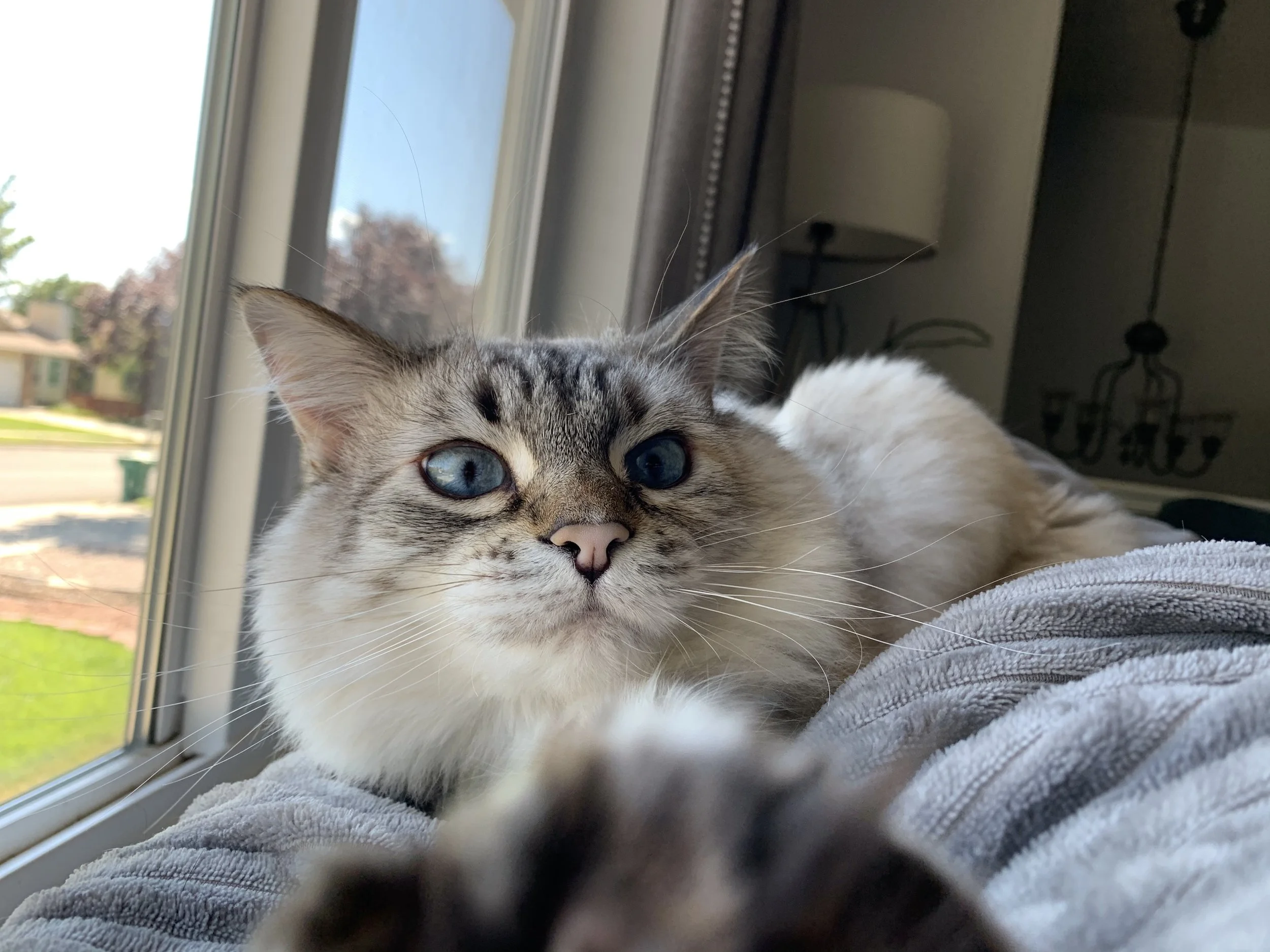 cat.jpg