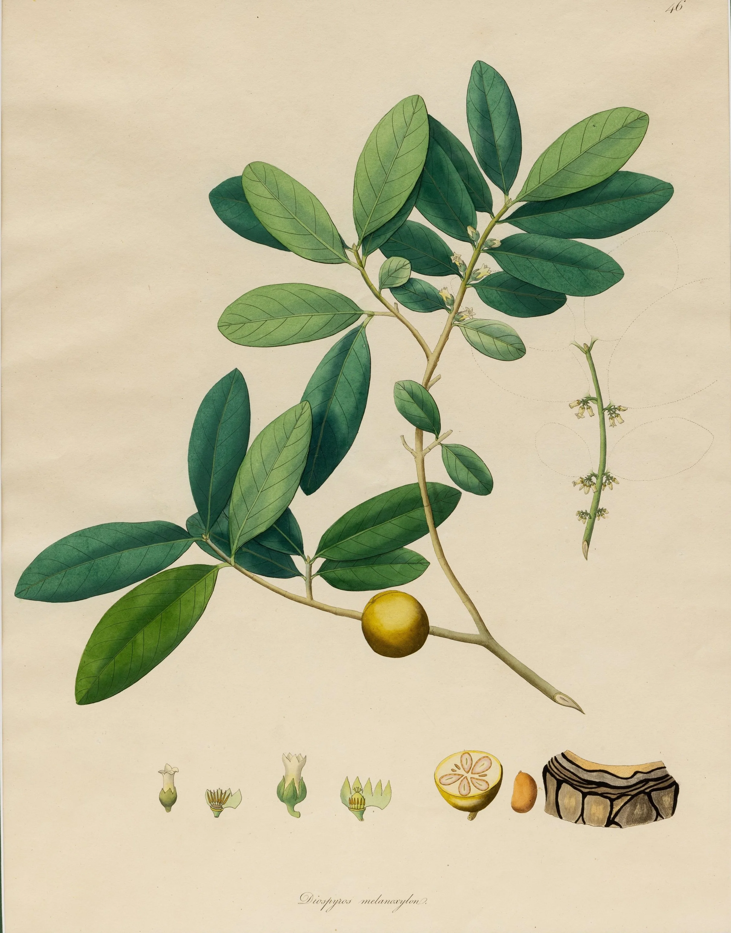 A Collection of Botanical Watercolors, William Roxburgh (1751-1815)