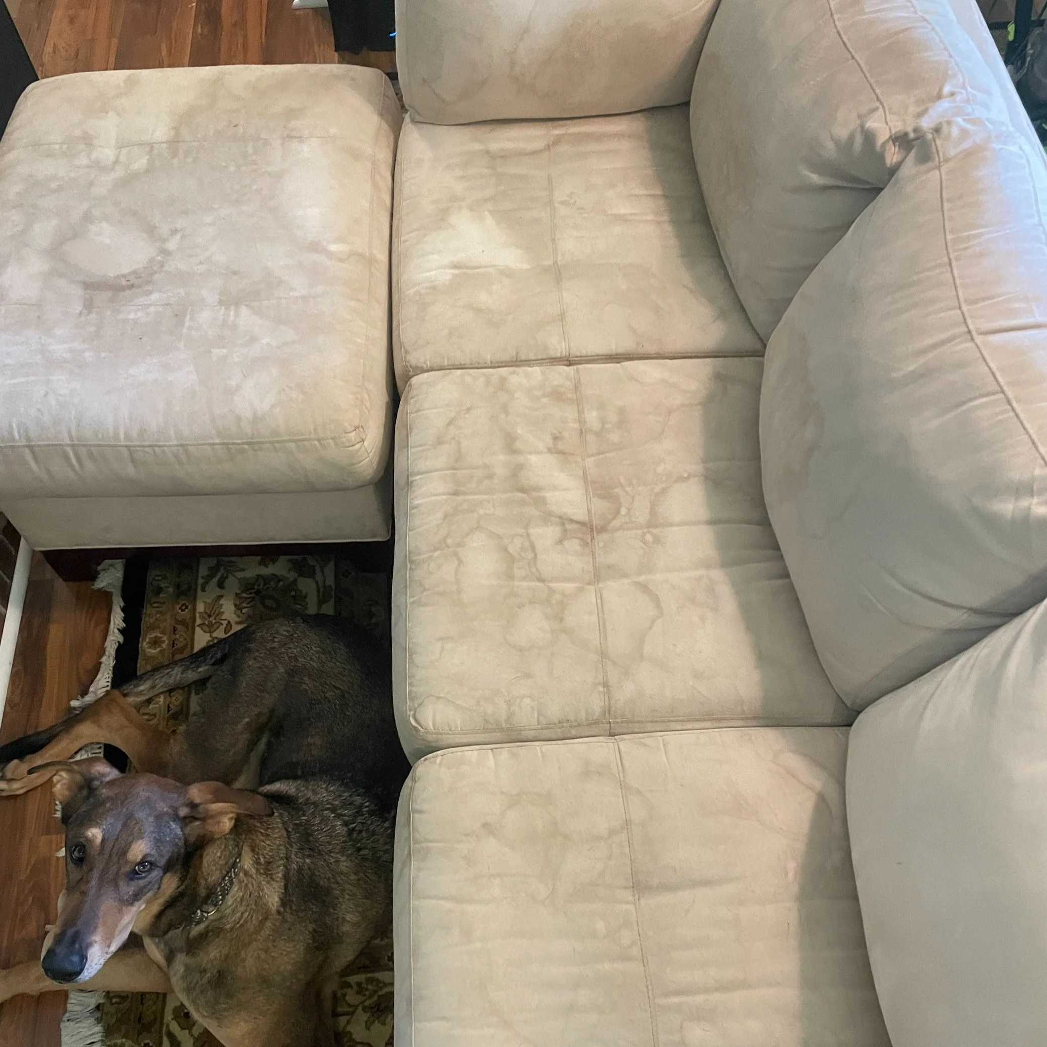 before couch deep clean