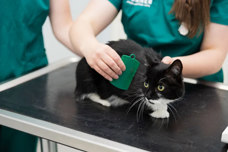 Veterinary photography by Heedly