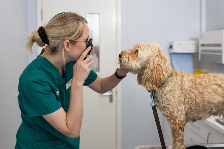 Veterinary photography by Heedly