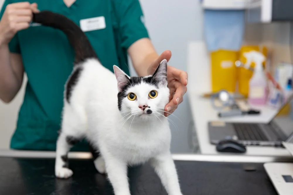 James Horner Vets - Matt Madden Photography-24.jpg