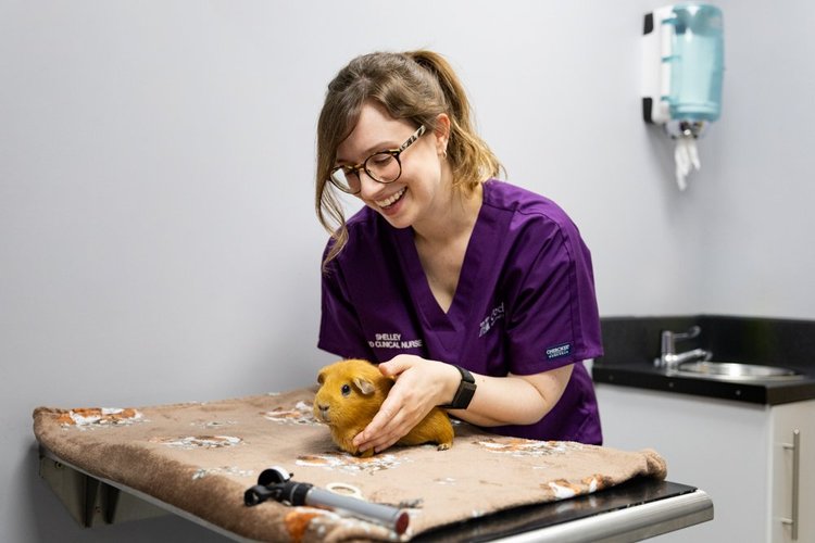 Veterinary photography by Heedly