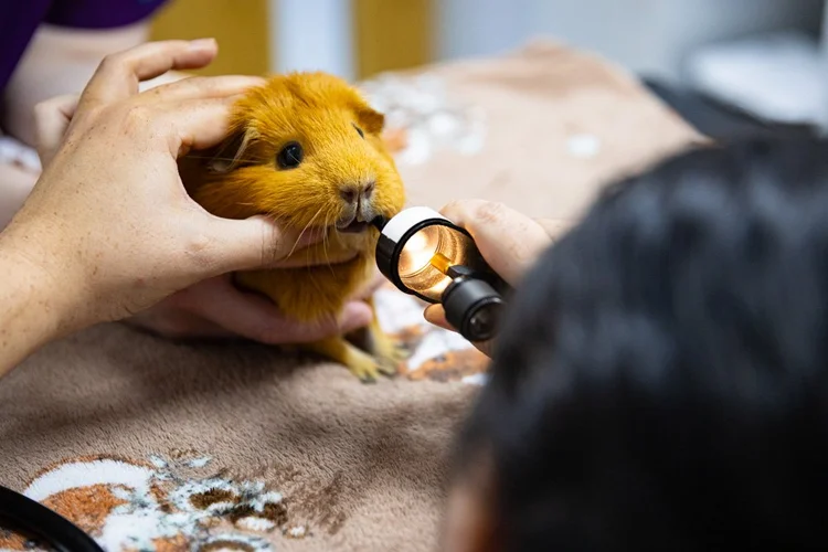 Veterinary photography by Heedly