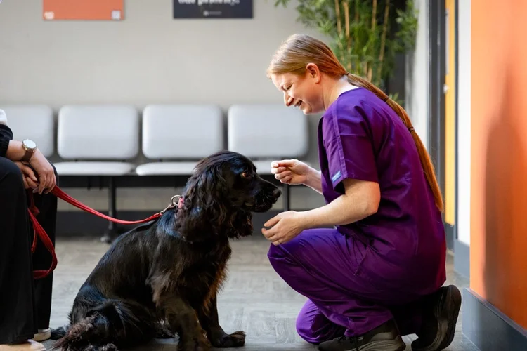 Veterinary photography by Heedly