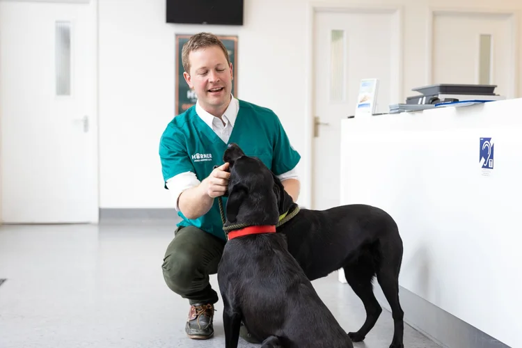 Veterinary photography by Heedly