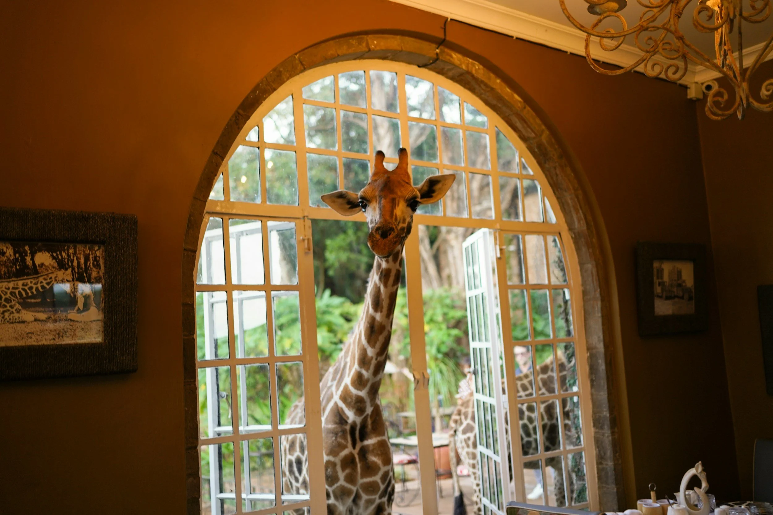 A giraffe sticking its head inside through a window in a cozy indoor setting, with greenery visible outside.