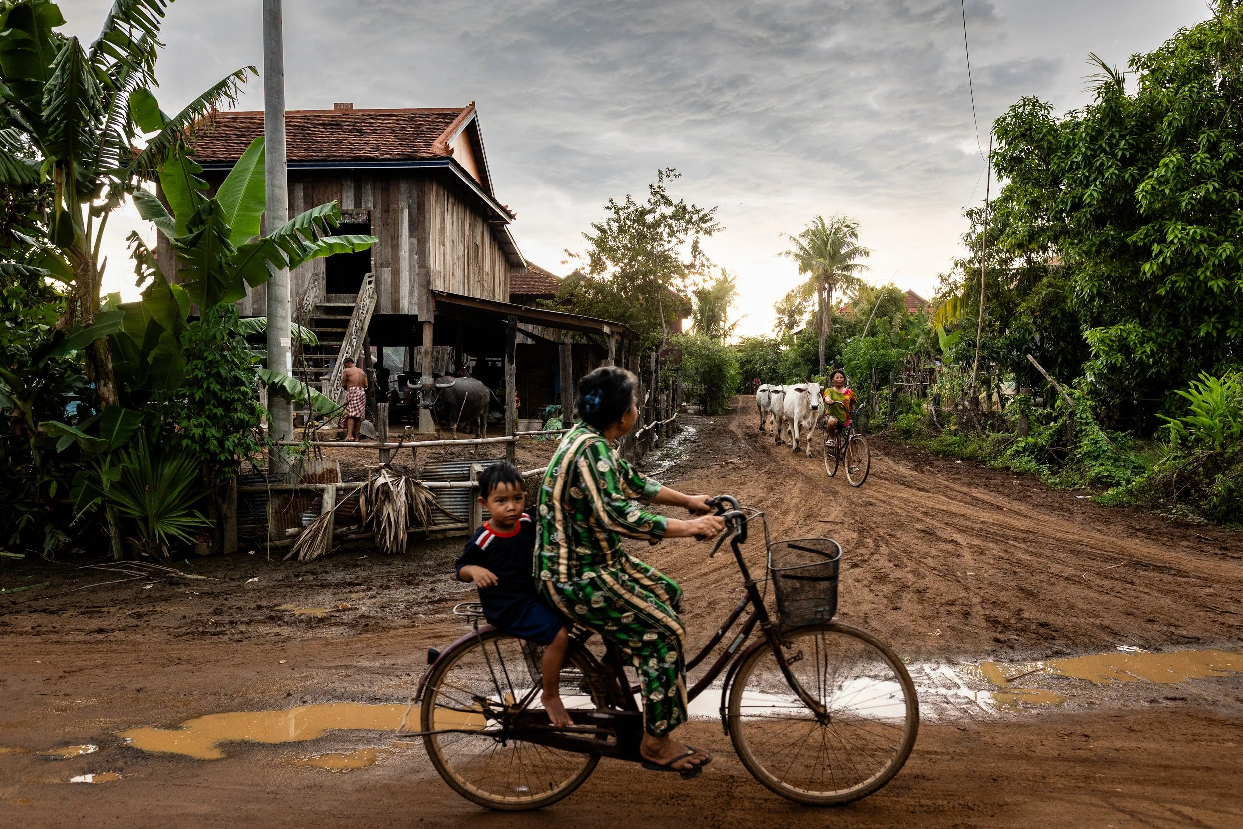Regis Binard,  The Wet Path Home , 2023, Photographie - 60 × 40 cm

Dans la campagne cambodgienne, la vie quotidienne reprend dès que l’averse tropicale s’arrête. Cette photographie saisit ce moment de transition sur un chemin détrempé : une grand-mè