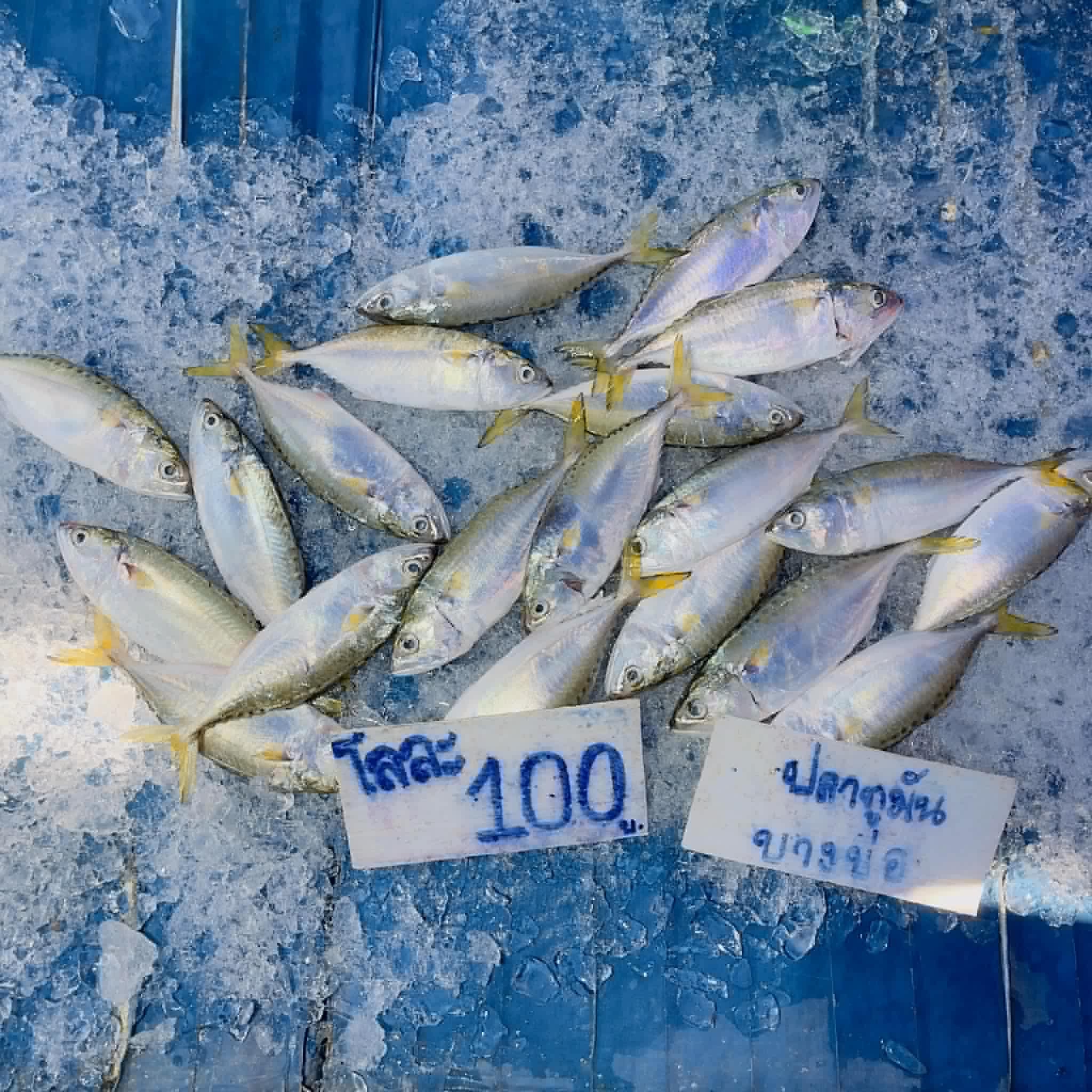 Jo Farrell (b. 1966)
Siem Reap Fish II, 2023
Canvas Print
30x30cm.