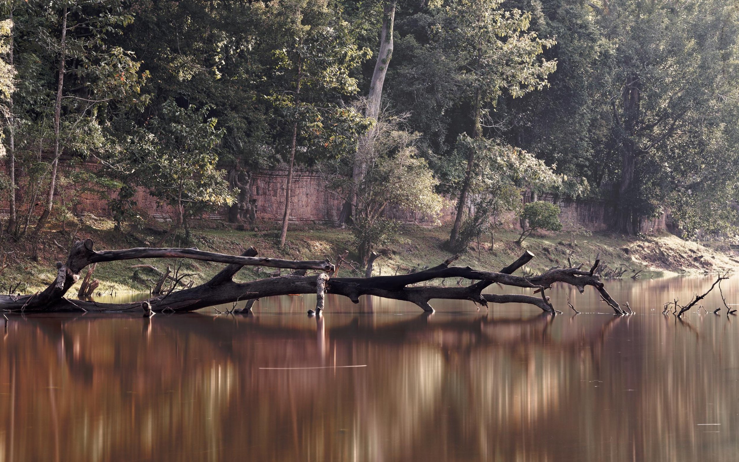 Manuth Chek  
Tree in Water, 2019 
Photograph (Nikon D610) 
29.7x42cm. 