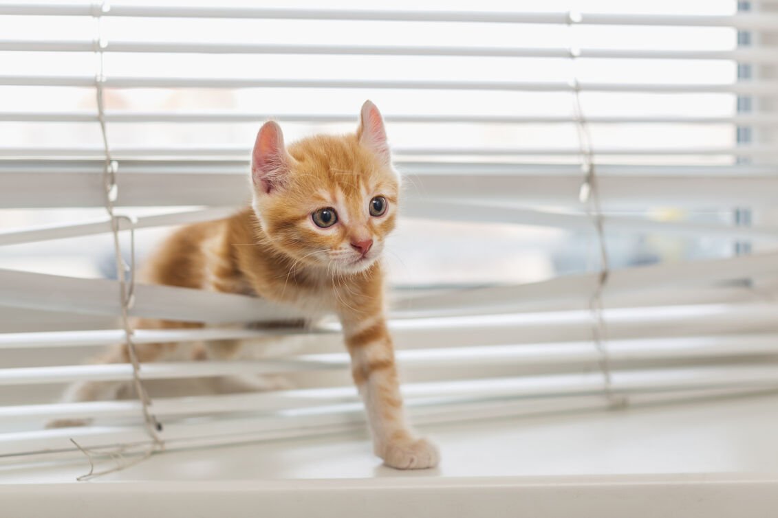 Cute-Cat-Venetian-Blind_optimized_250.jpeg