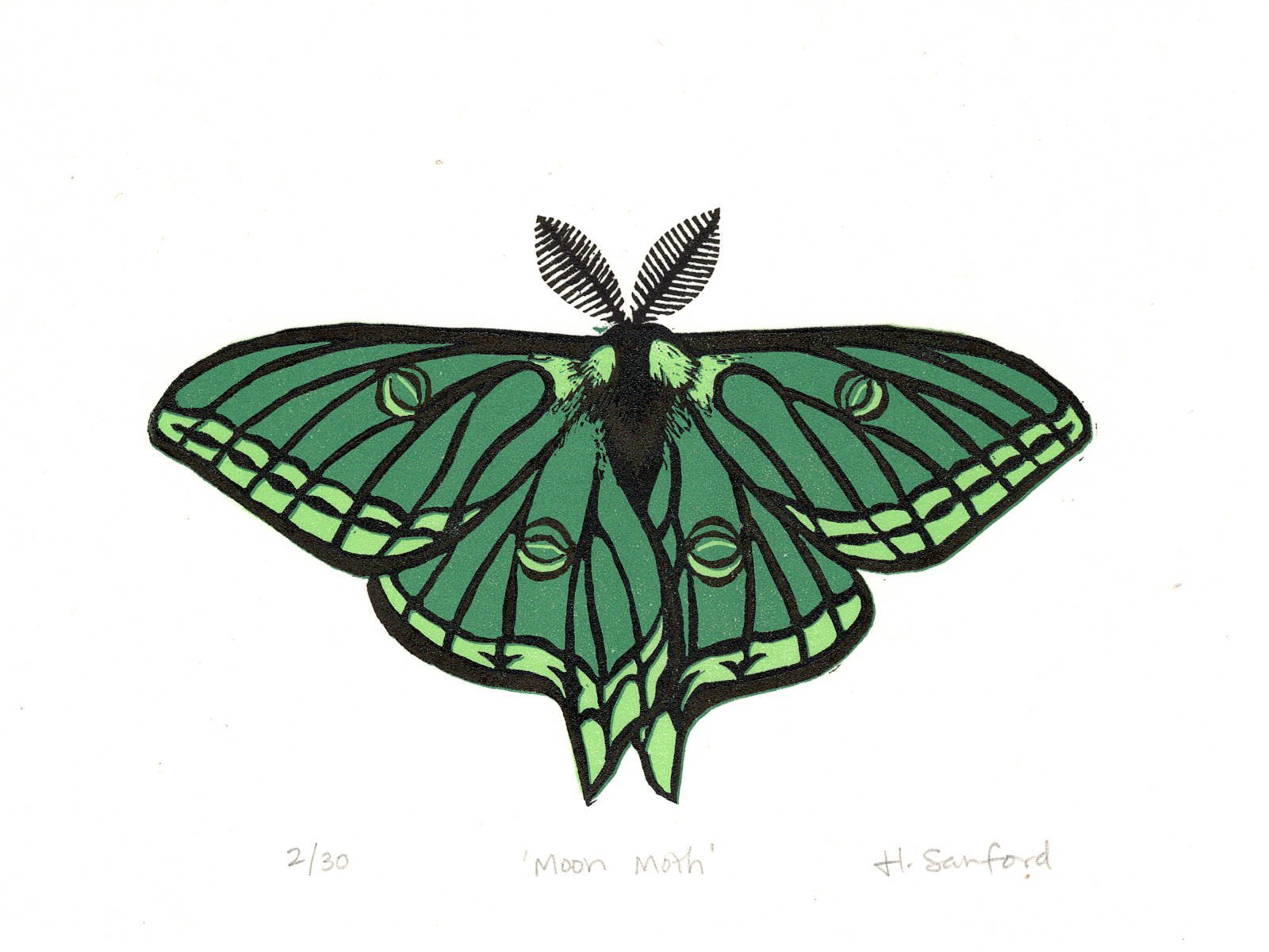 Moon Moth -- 6x8