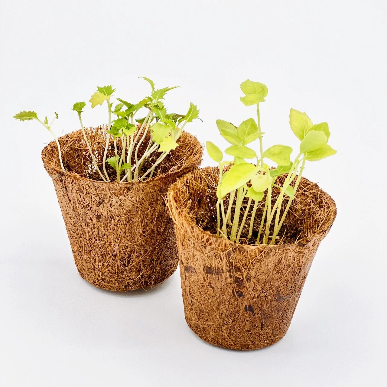 Indoor Herb Garden
$35