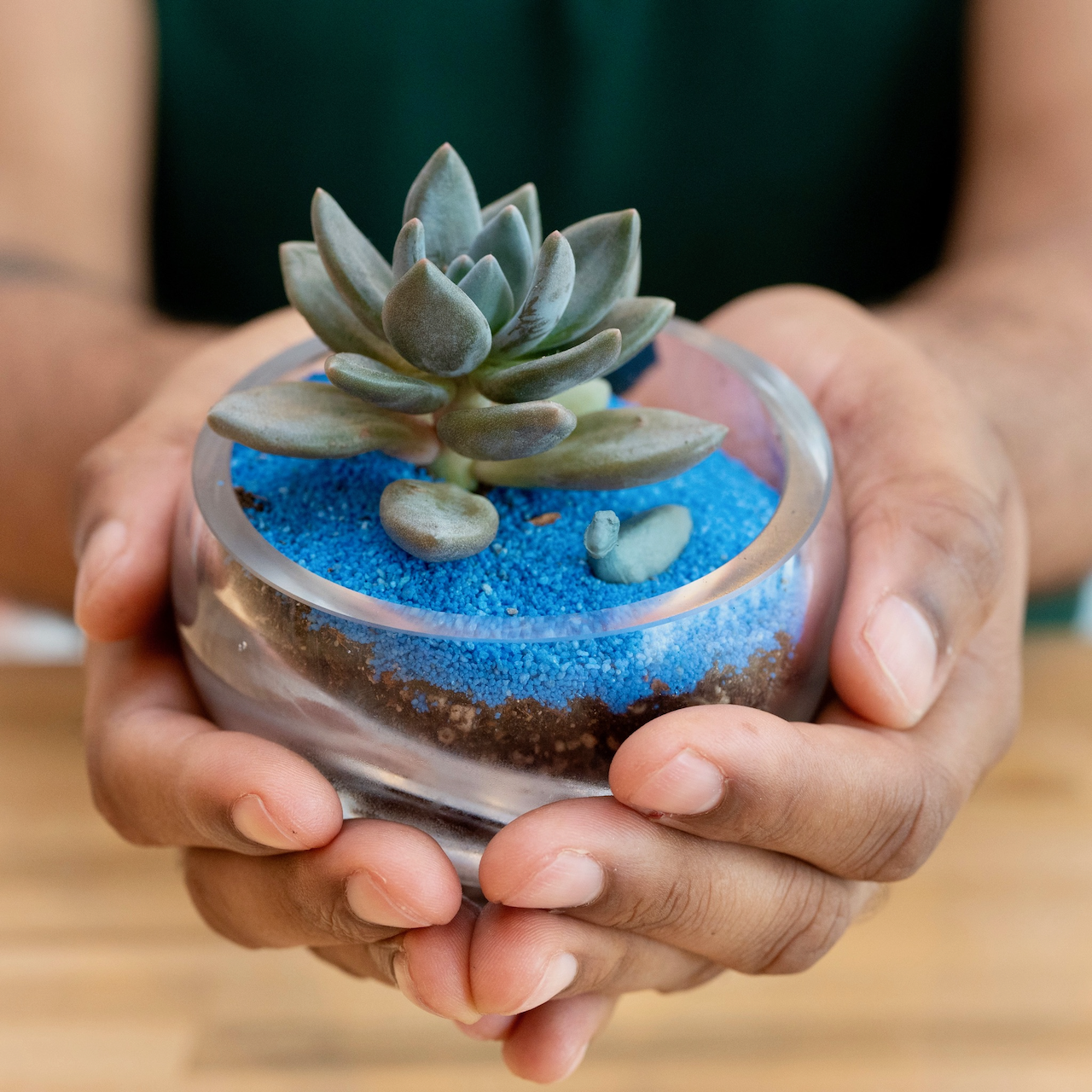 Succulent Terrariums